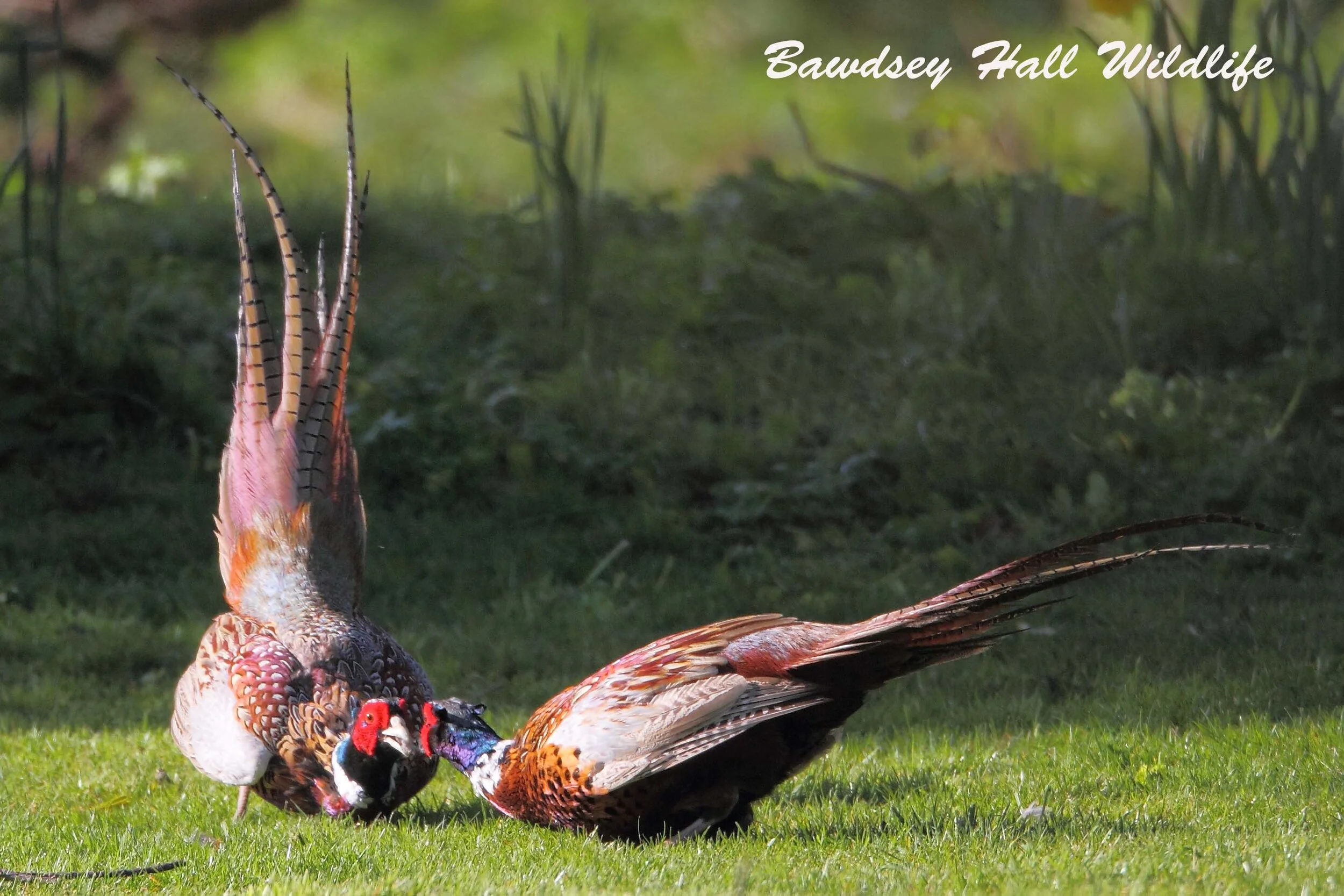 30 3 16 PHEASENTS 01_edited-1.jpg