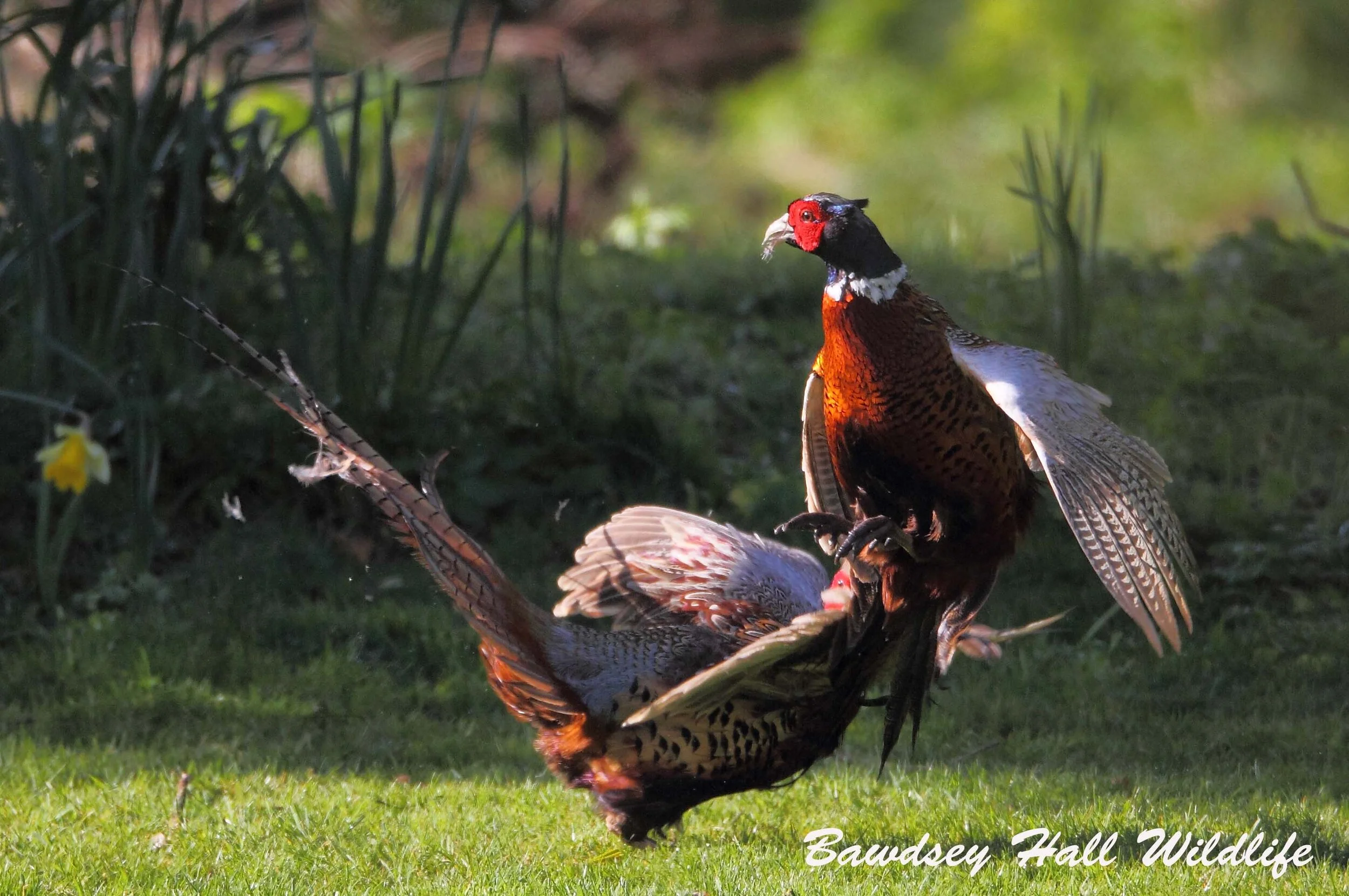 30 3 16 PHEASENTS 02_edited-1.jpg