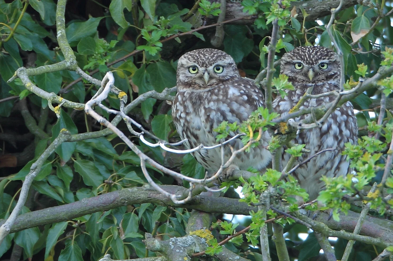 10 LITTLE OWL .jpg