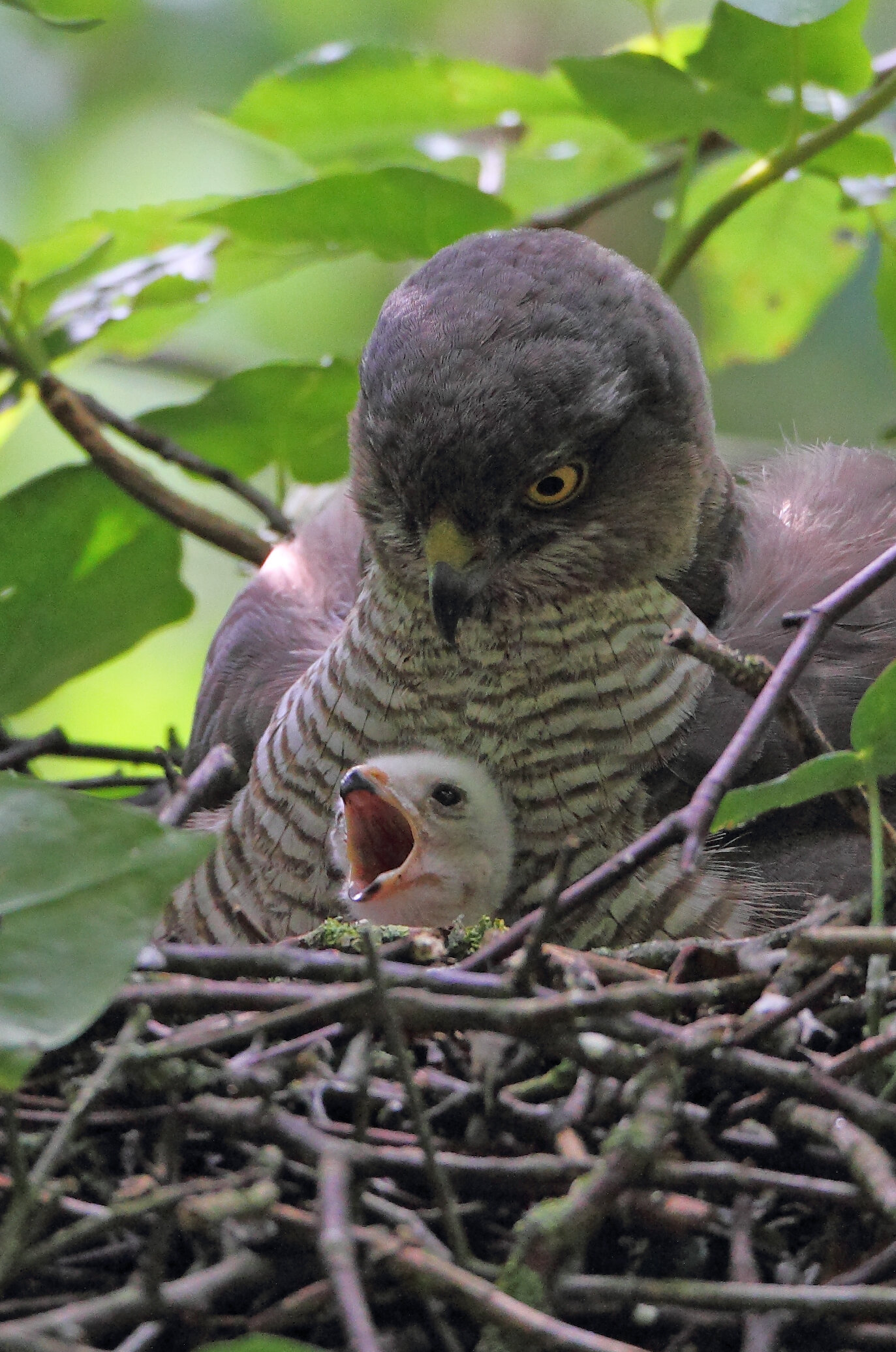 1 sparrowhawk.jpg