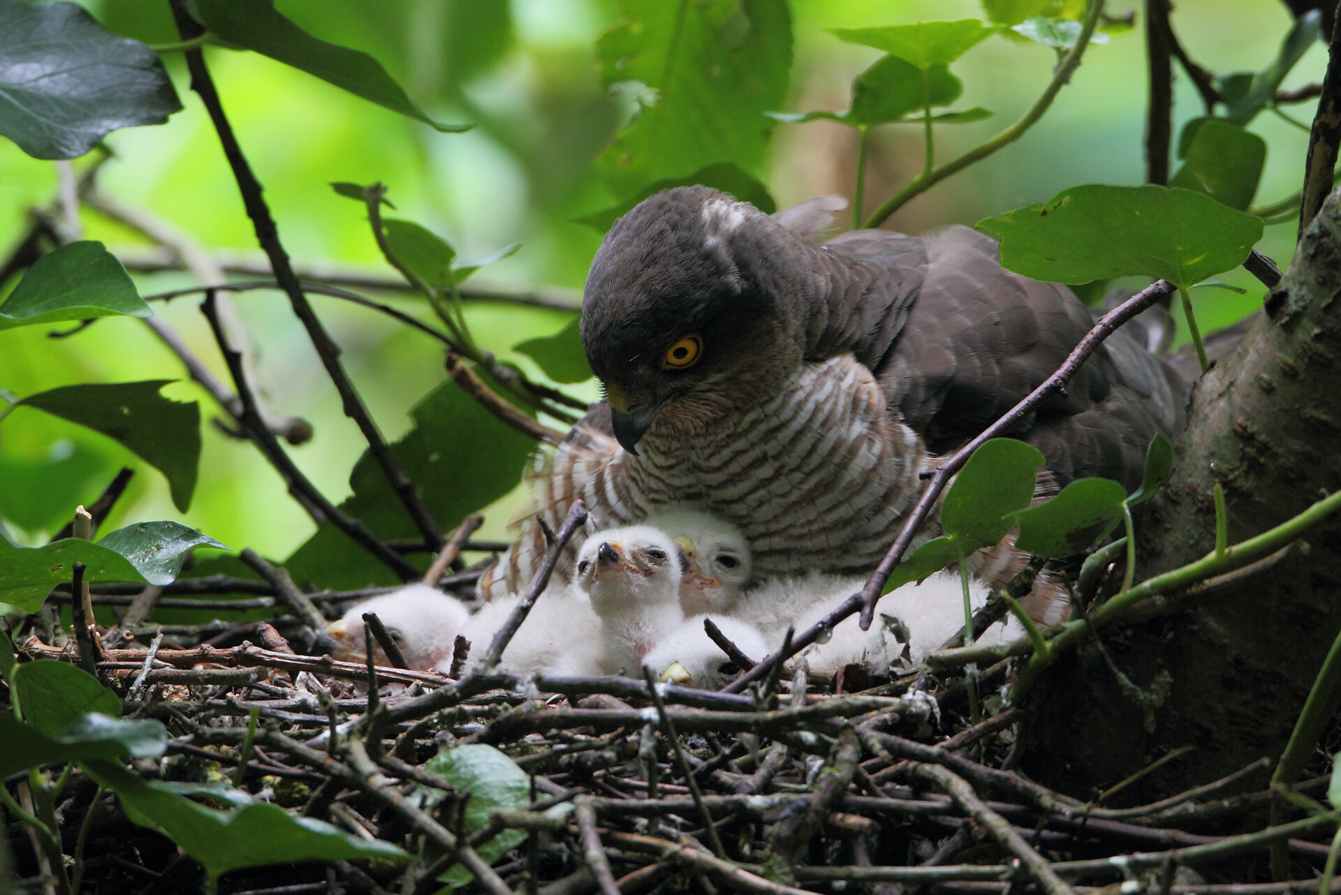 6 sparrowhawks.jpg