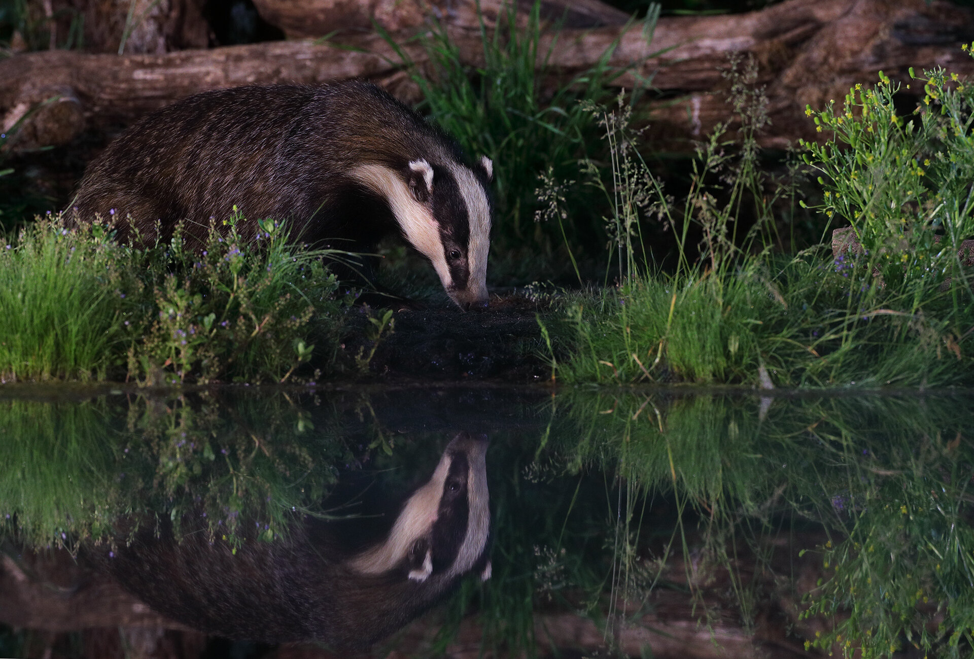 00 15 06 badger 2 1920.jpg