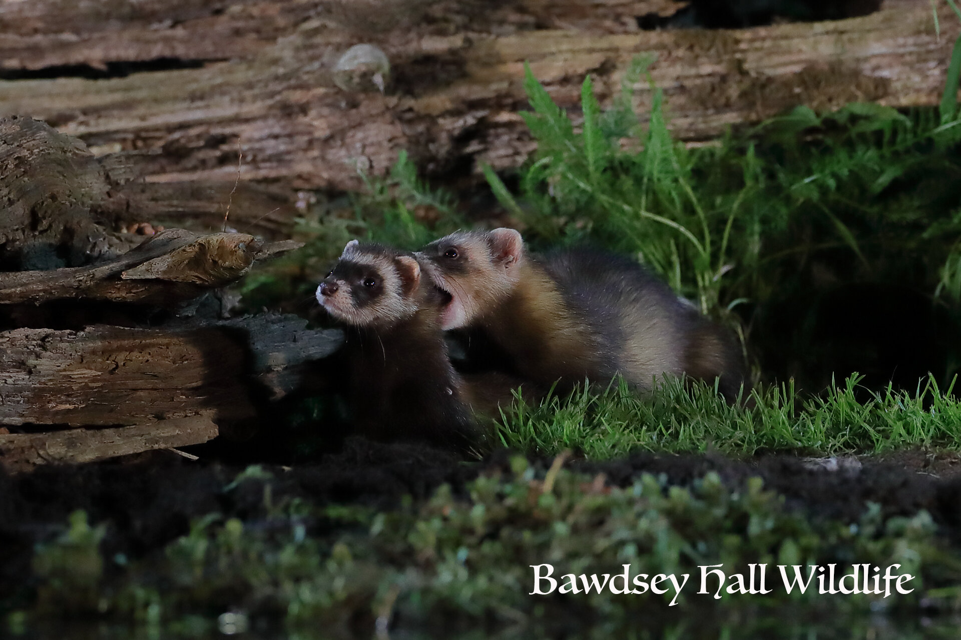 00 18 08 21 polecat 3t.jpg