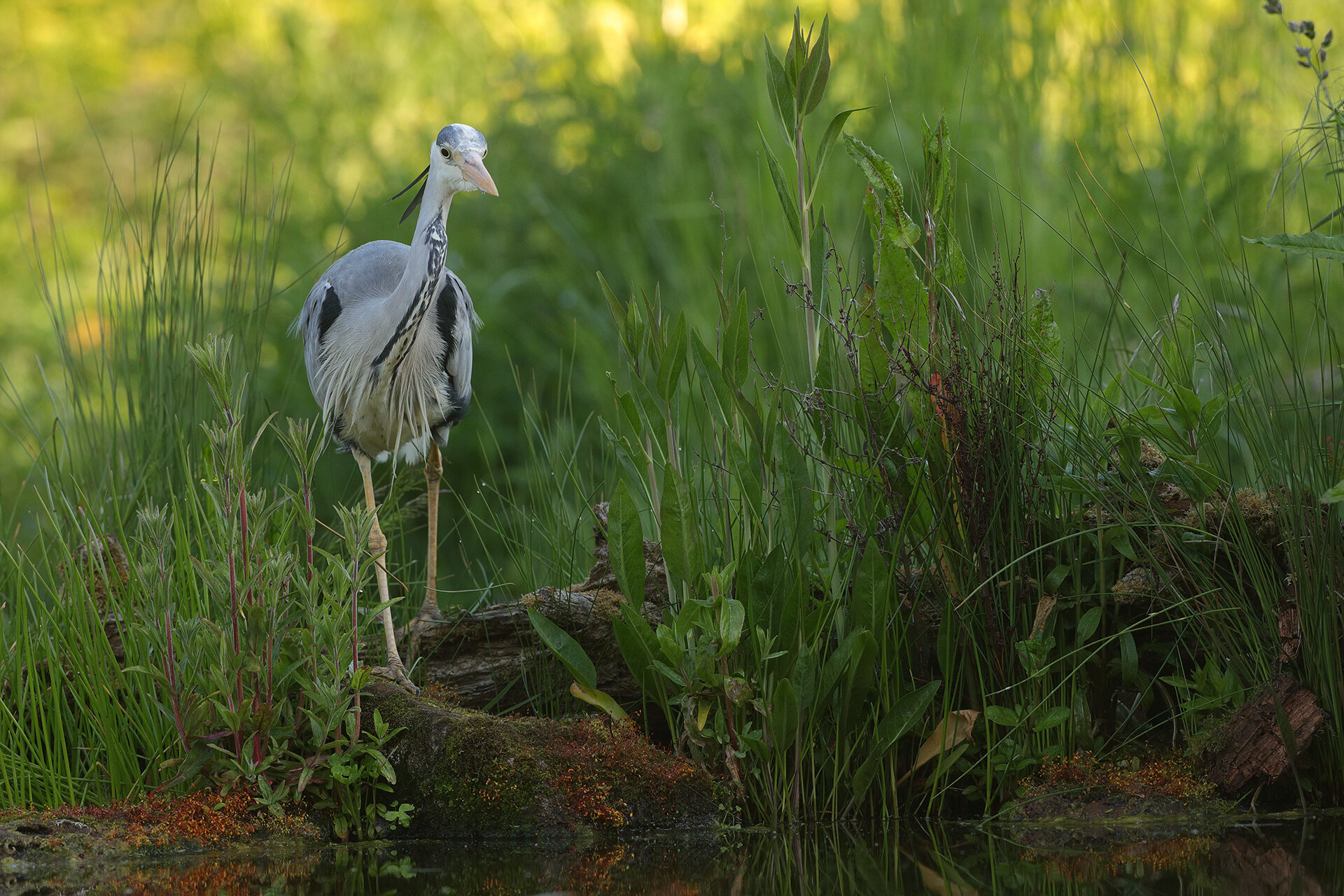 00 31 05 21 HERON 2 1920.jpg