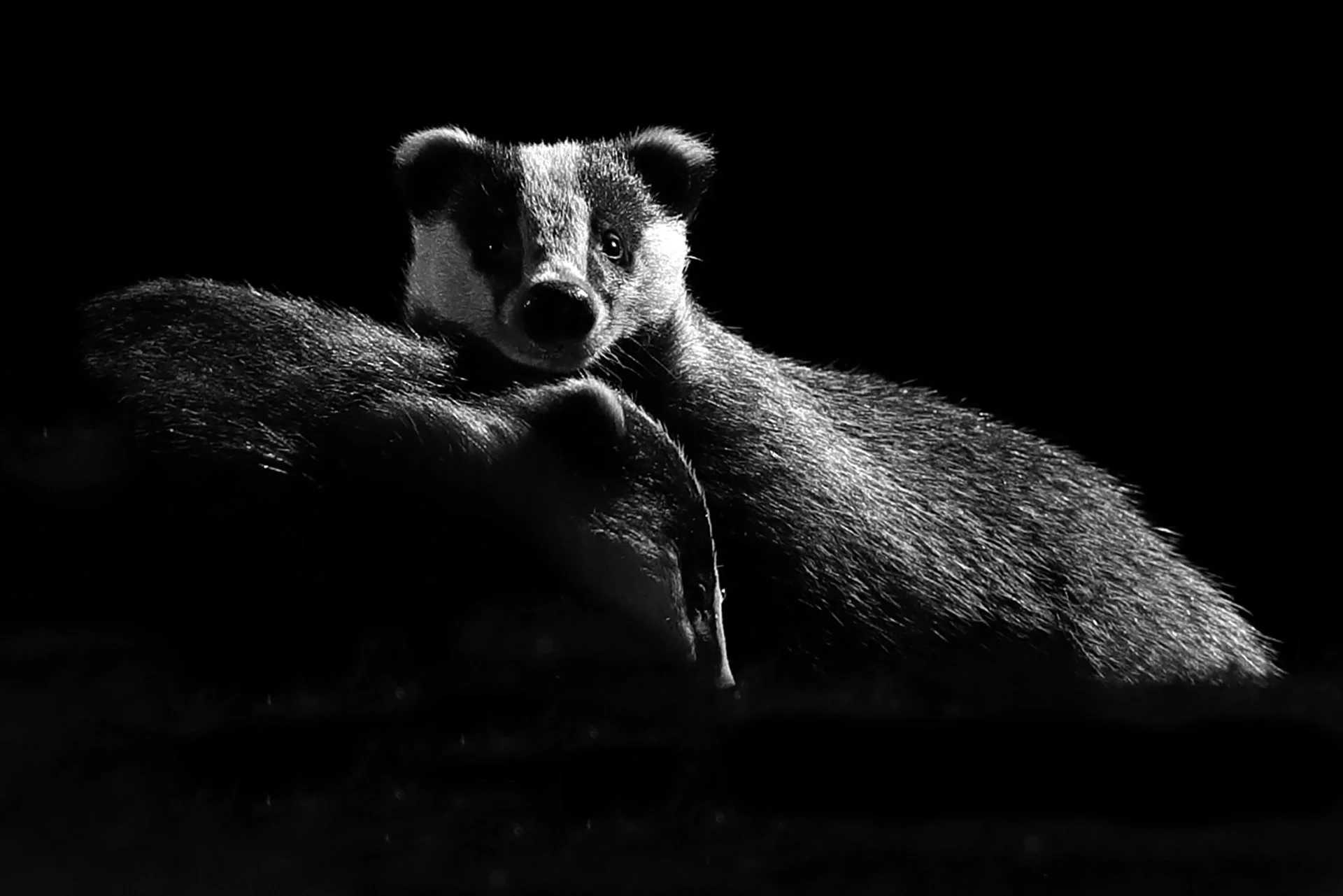 07 09 22 BADGER BW 2.JPG