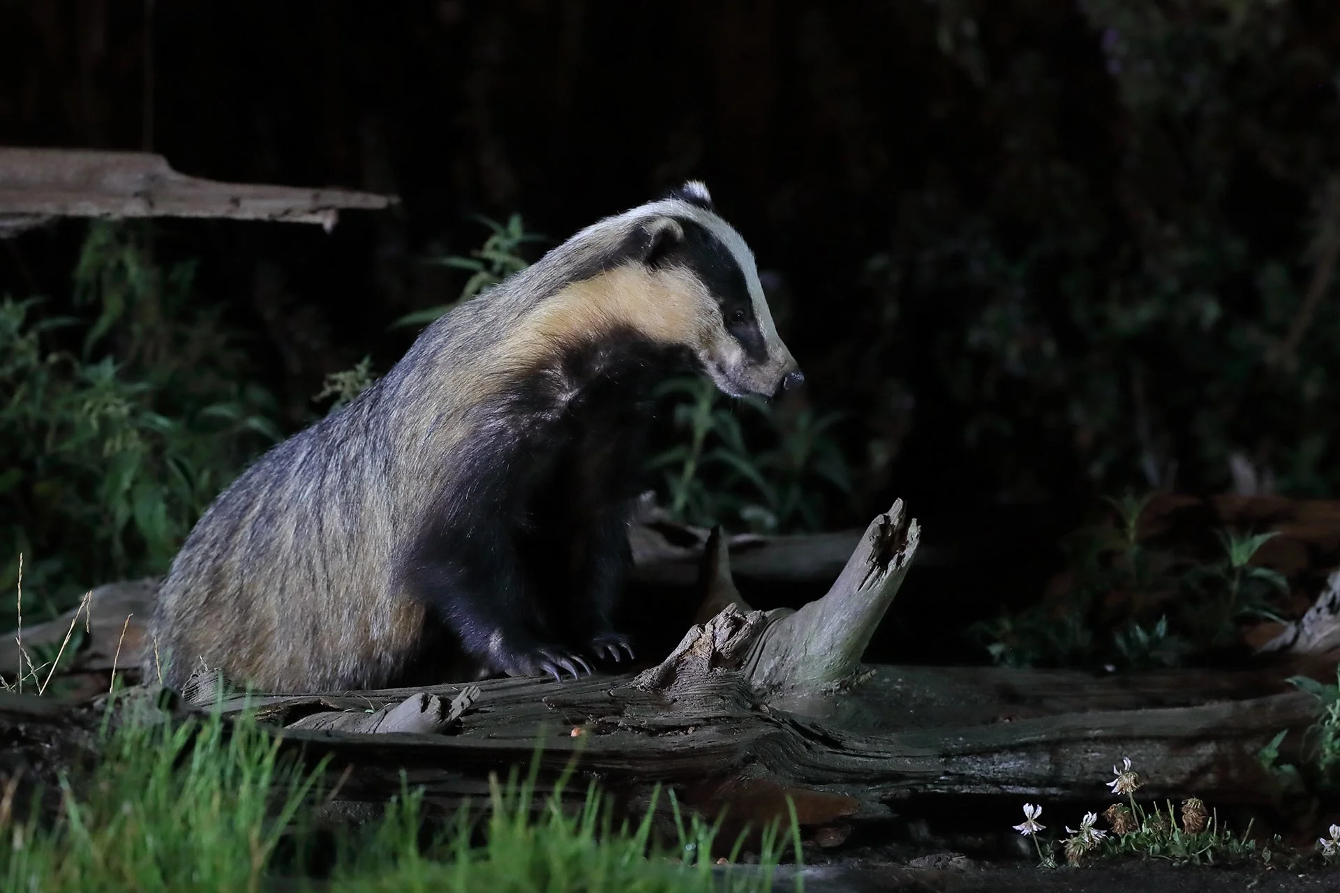 19 08 22 BADGER 3 1920.JPG