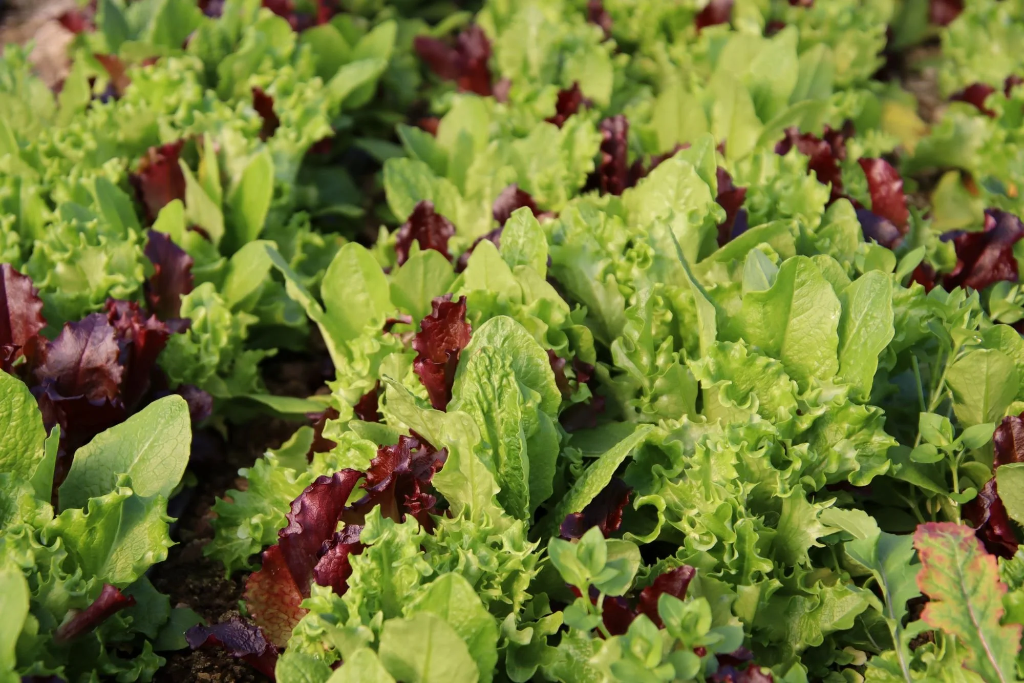 IMG_0963_lettuce.JPG