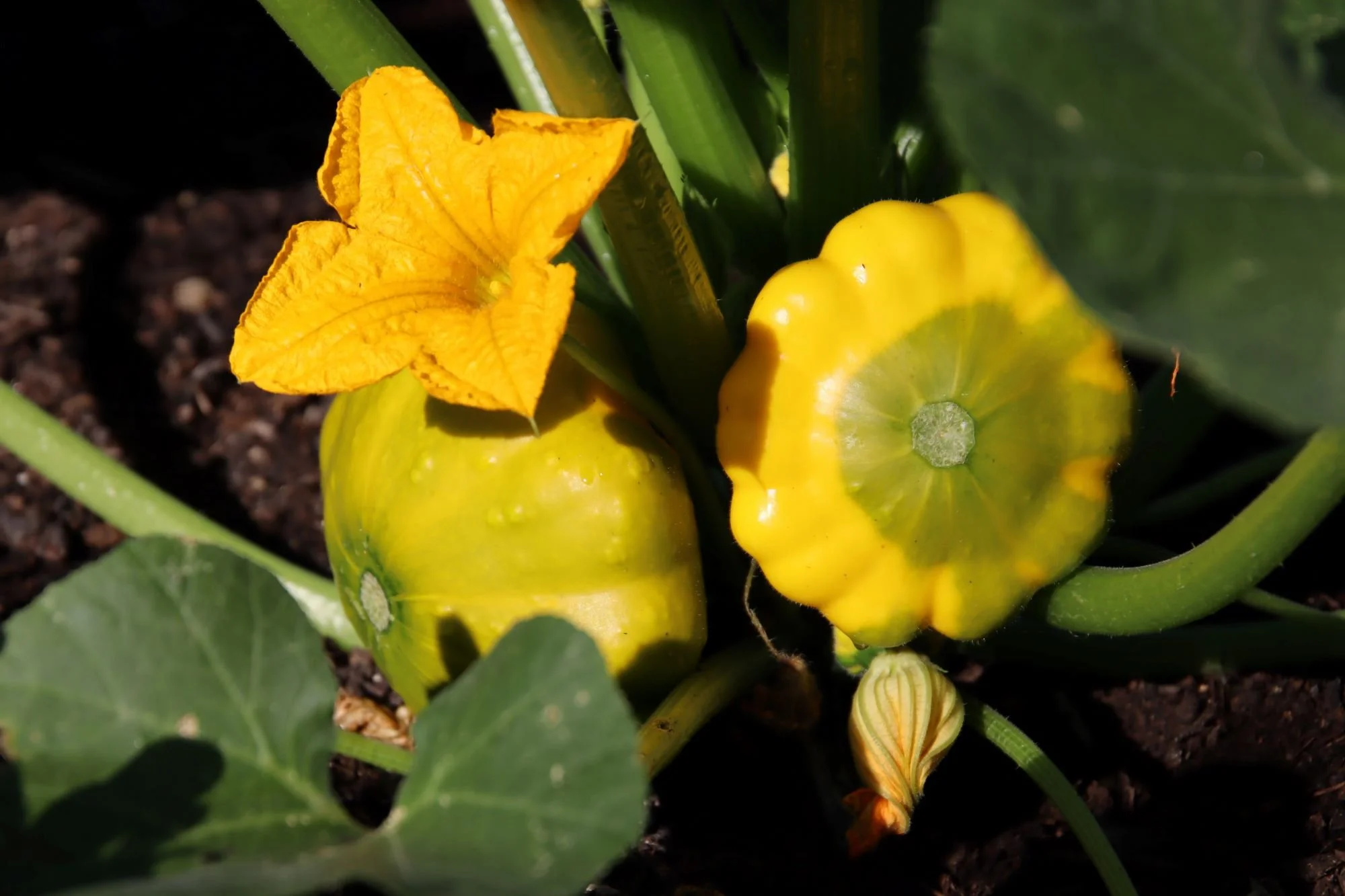 IMG_2321_patty-pan.JPG