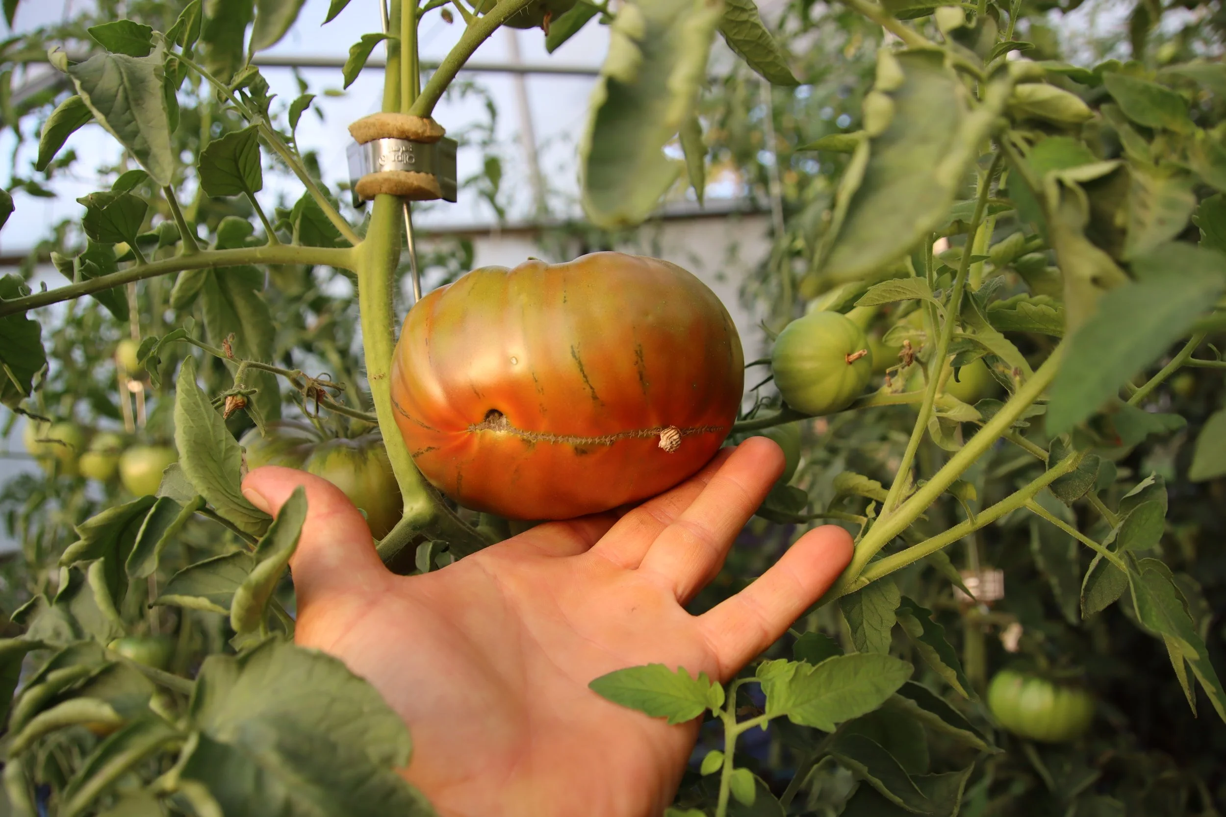 IMG_3197_heirloom_tomato.JPG