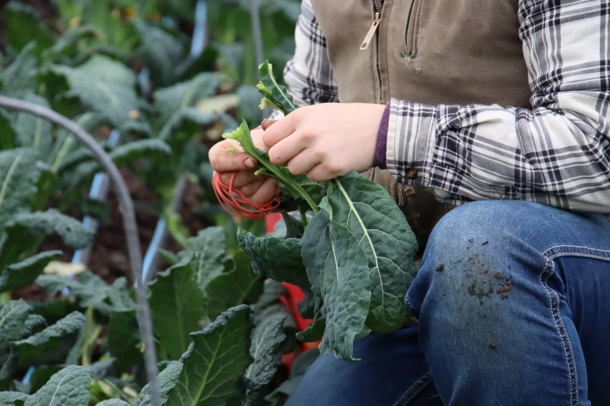 IMG_7401_harvest_kale_brit.JPG