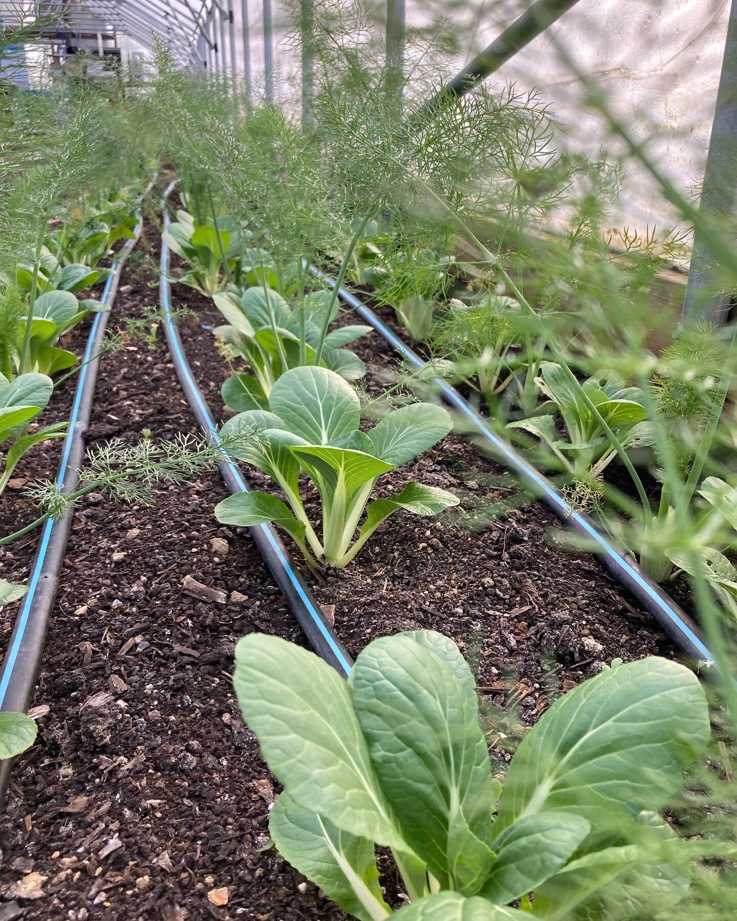 Spring has sprung, y&rsquo;all! 🌱

Just in the last week alone, we&rsquo;ve noticed how fast the greens have started growing. 

Our propagation house is getting filled up. 

It&rsquo;s go time, and we&rsquo;re chomping at the bit to get our hands in