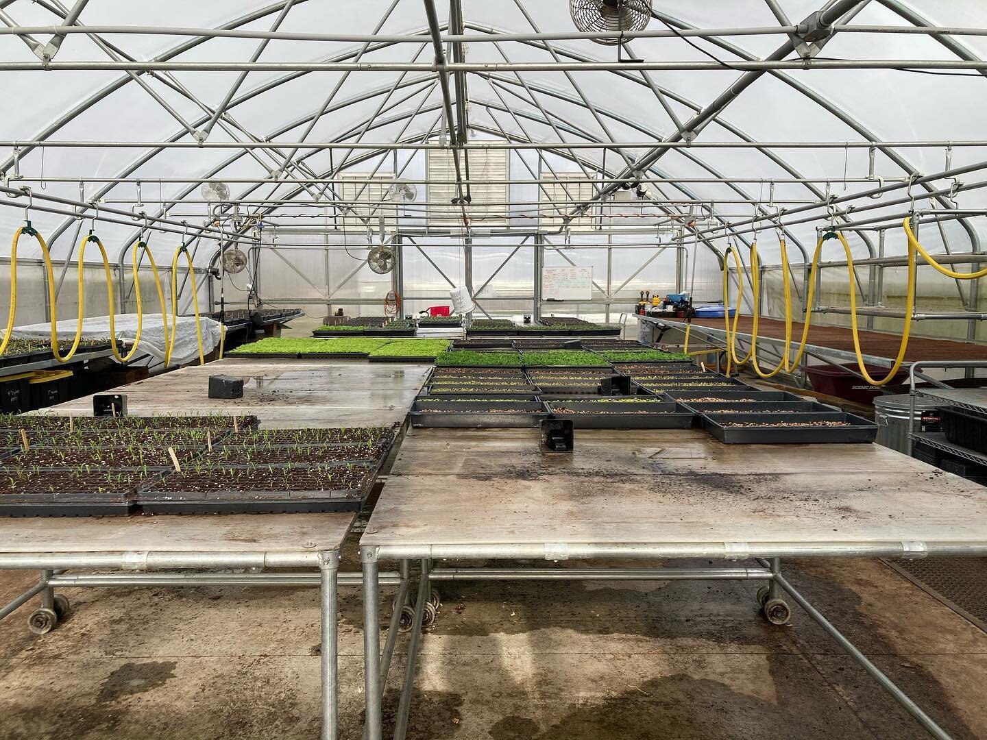 🌱Another shameless plug for our CSA... 

Our propagation house is filling up with baby plant starts as the last frost date is nearing closer. A lot of these veggie starts are destined for our farm fam&rsquo;s weekly CSA box. 

🥕CSA is a win-win for