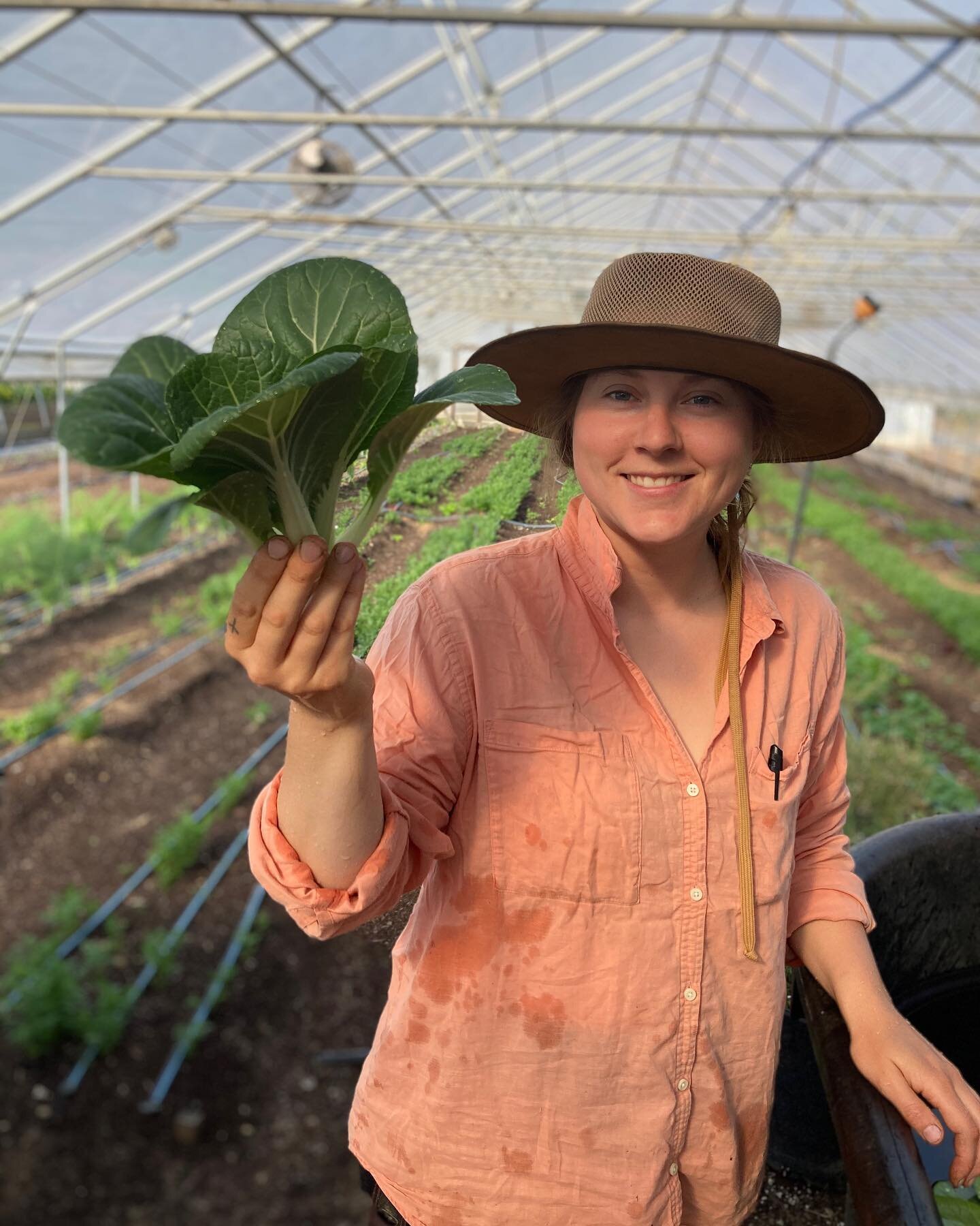 This was the prettiest pac choi I ever saw 🌱 

This beauty and a bunch of other greens are packed in the farm store ready to go! 

The bounty of the farm is really starting to take off, and we can&rsquo;t wait to share with you

Also, the days to si