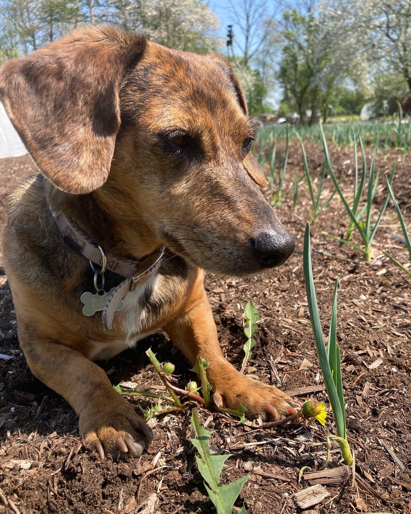 Autumn Mae (the best farm dog ever) wants everyone to know that&rsquo;s there only SEVEN days left to sign up for our 2023 CSA! 

https://www.patriotfarmspa.com/csa-2023

#organic #communitysupportedagriculture #dauschundsofinstagram