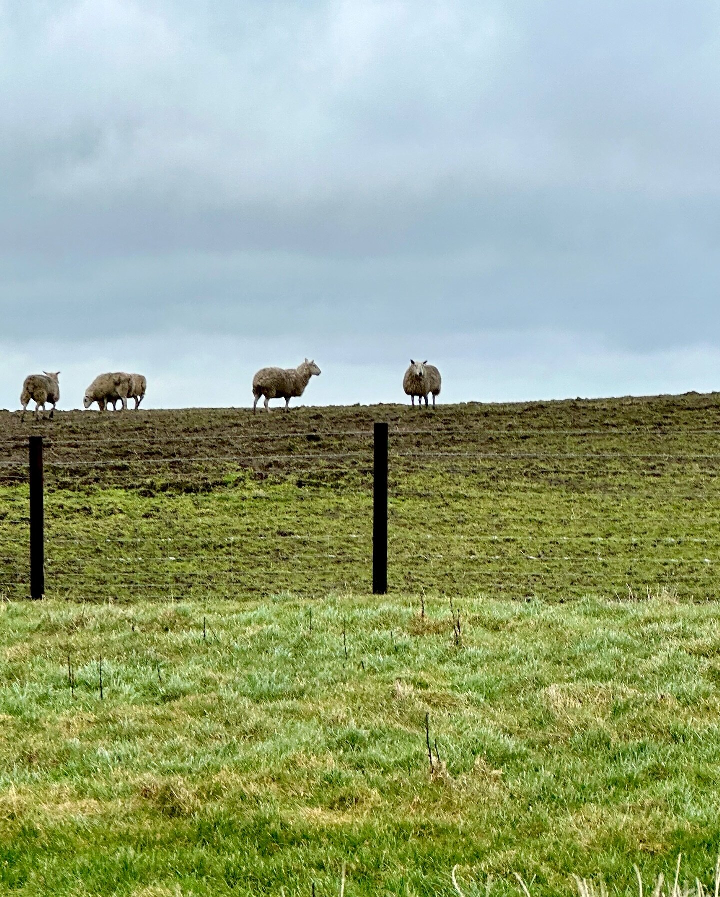 Today I have been up to Knighton to discuss a future project involving wool. It&rsquo;s very early stages but as it unfolds I hope to tell you more. Exciting 🥳 #welshwool #cambrianwool