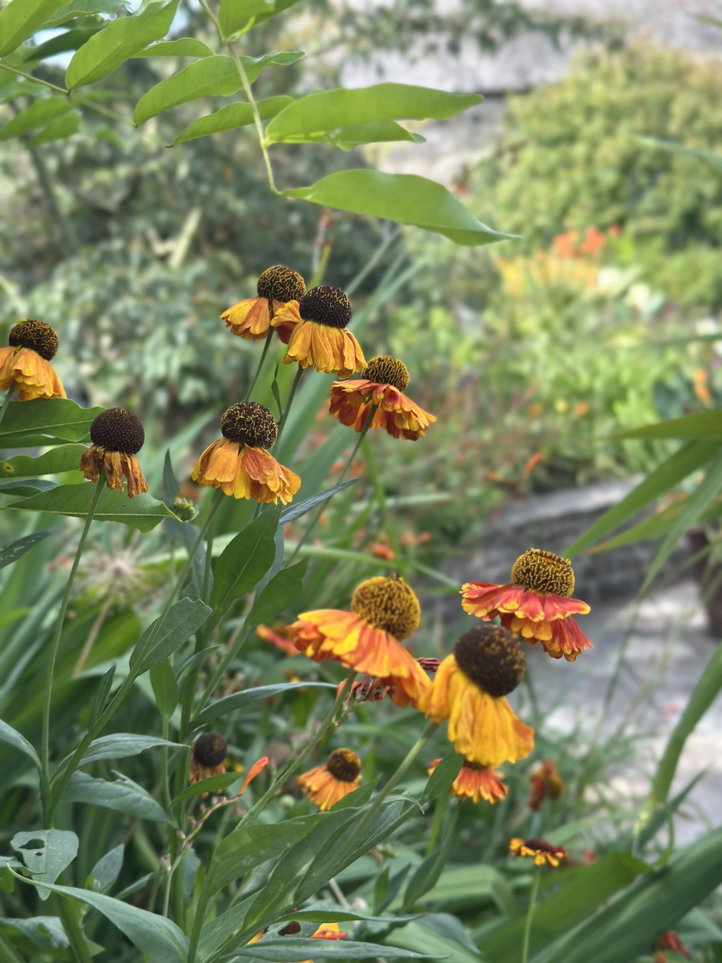 IMG_3751.jpeg