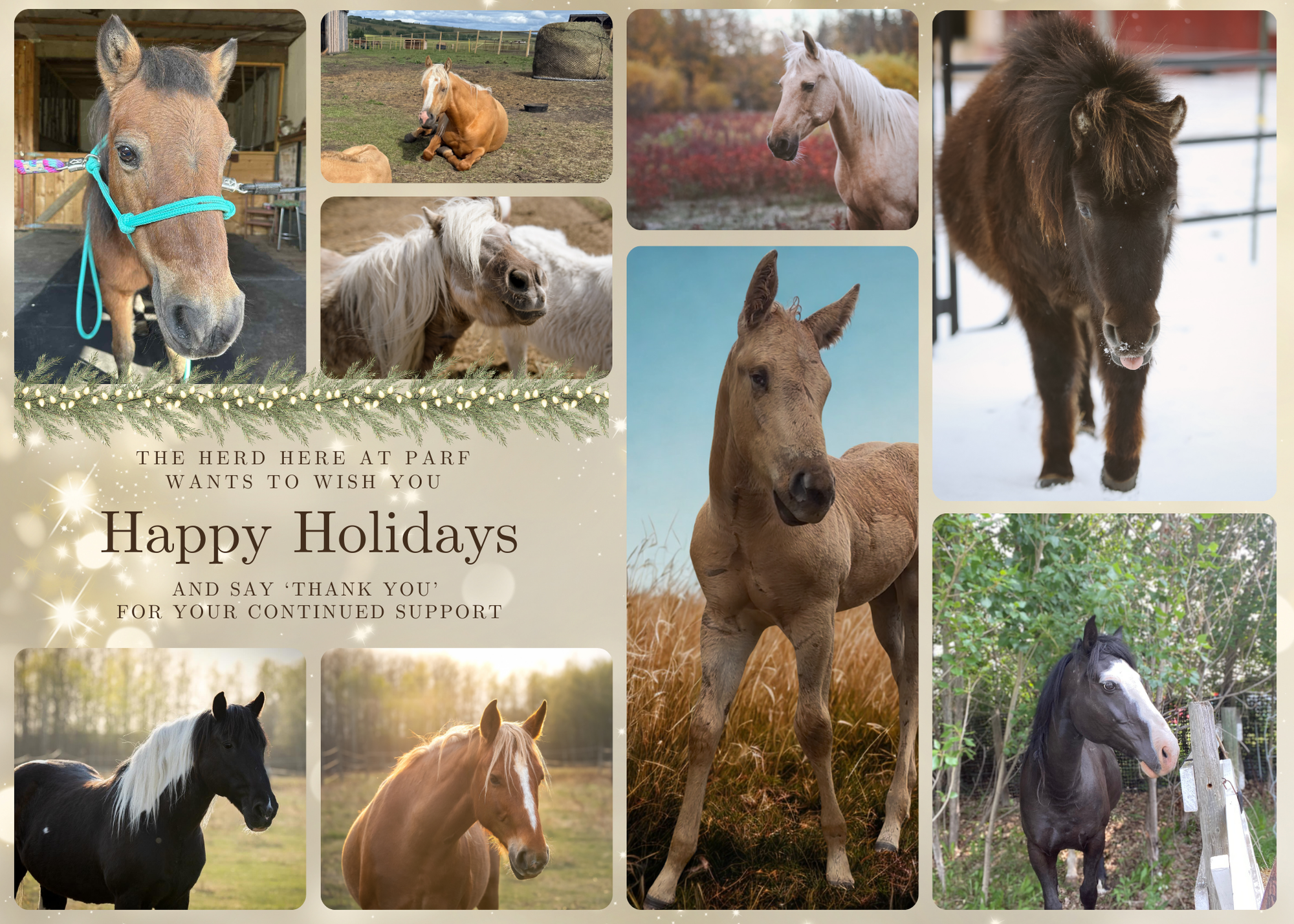 Sponsor a Horse Campaign