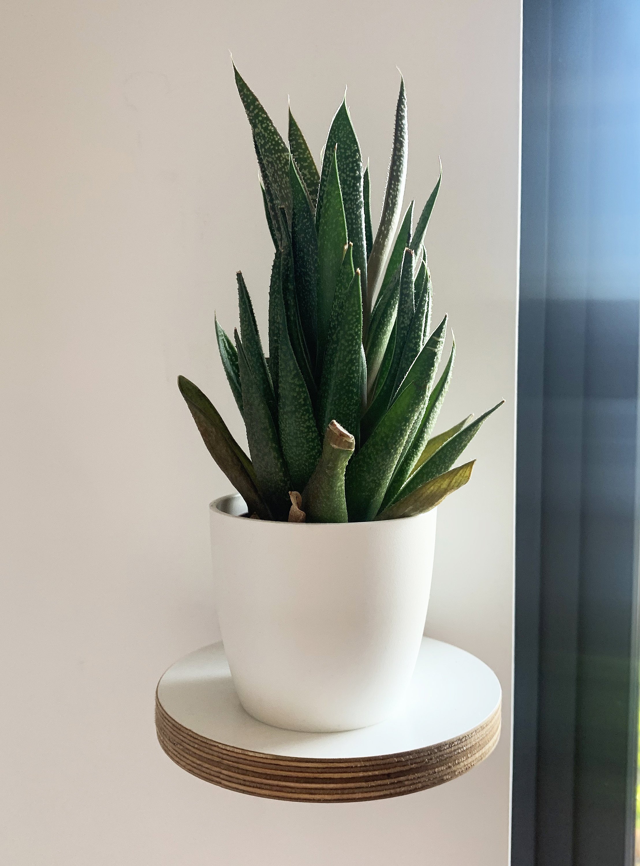 https://i.etsystatic.com/12015188/r/il/91056f/4220984956/il_fullxfull.4220984956_b4o8.jpg