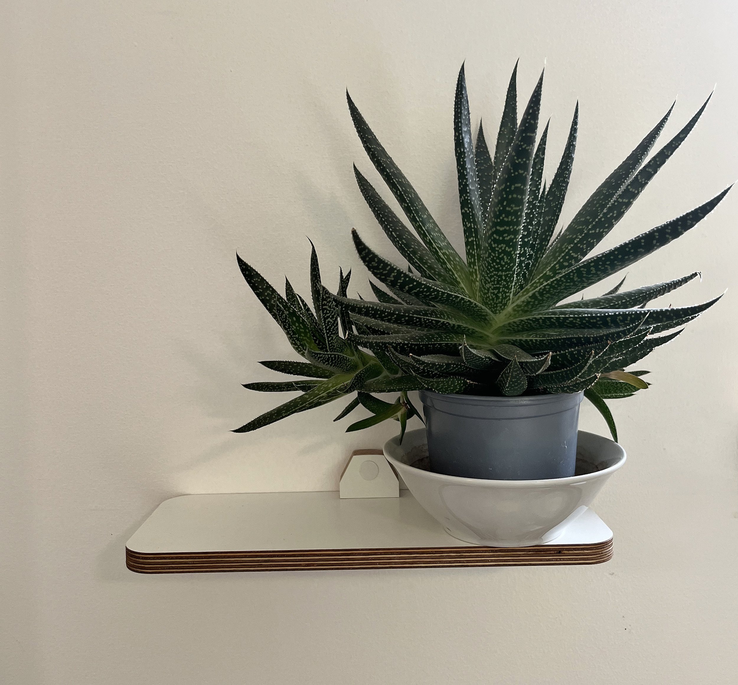 https://i.etsystatic.com/12015188/r/il/63a2c1/5223446665/il_fullxfull.5223446665_6b40.jpg