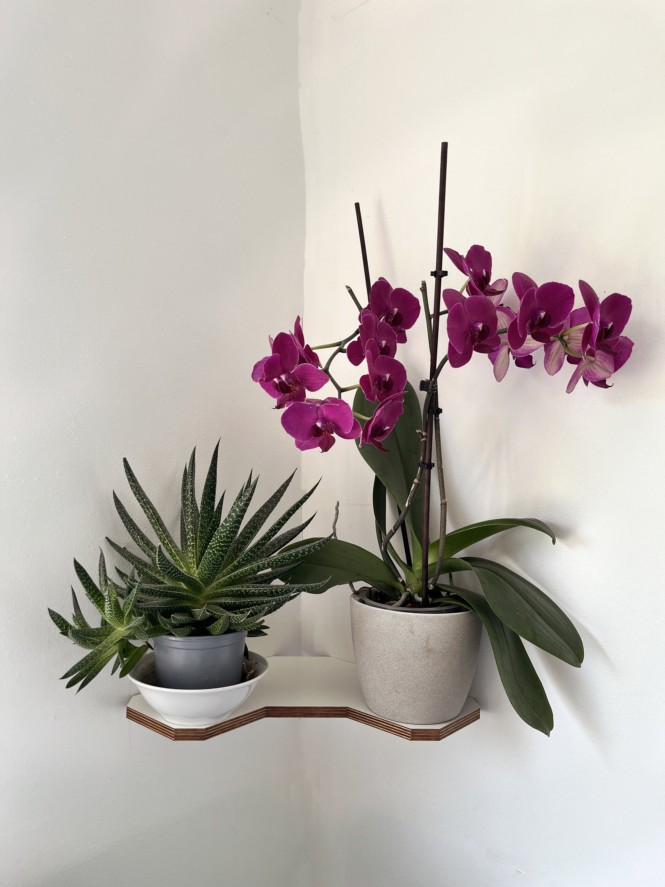 https://i.etsystatic.com/12015188/r/il/4cfb4a/5223031061/il_fullxfull.5223031061_1umo.jpg