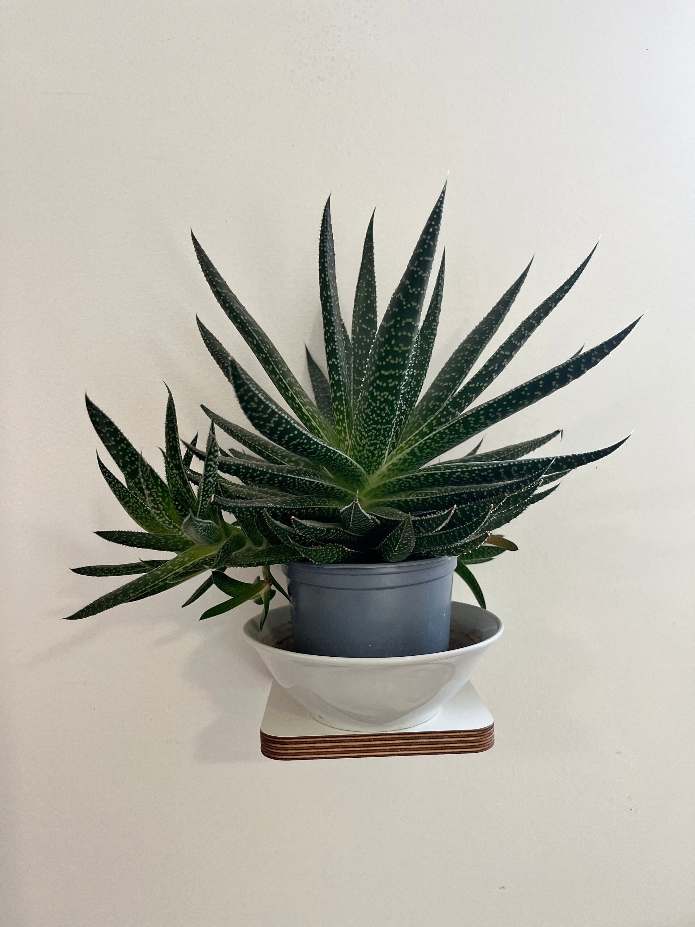 https://i.etsystatic.com/12015188/r/il/98c054/5175234804/il_fullxfull.5175234804_ofrp.jpg