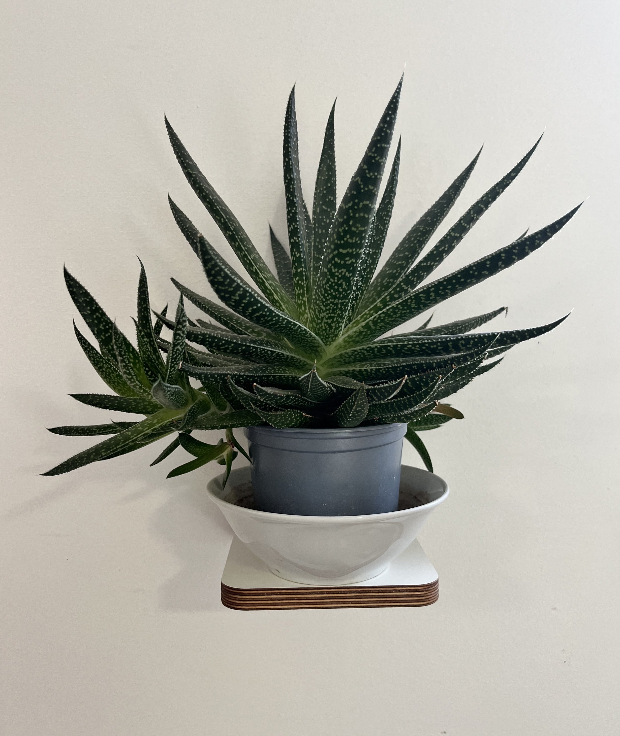 spikey.jpg