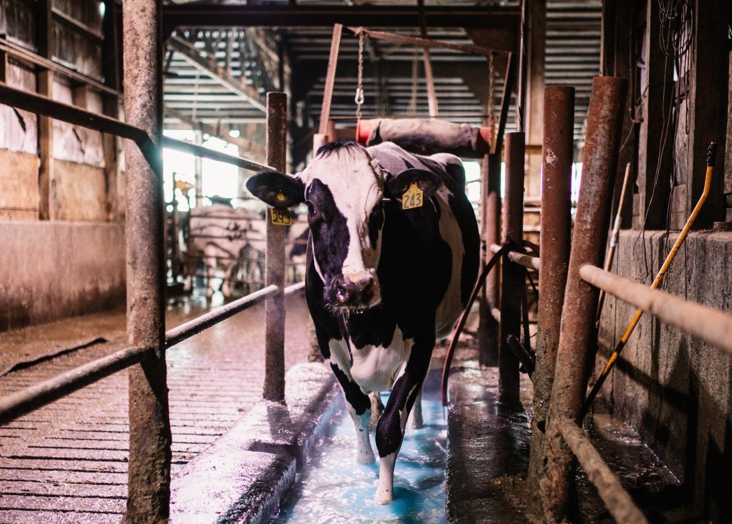 Spa day for the girls! 🐮
When the temperatures in the barn are above 40&deg;F we run foot-baths 4 times a week. The purpose of a foot-bath is to disinfect and prevent from hoof lesions such as hairy warts, sole ulcers, and white line abscesses.