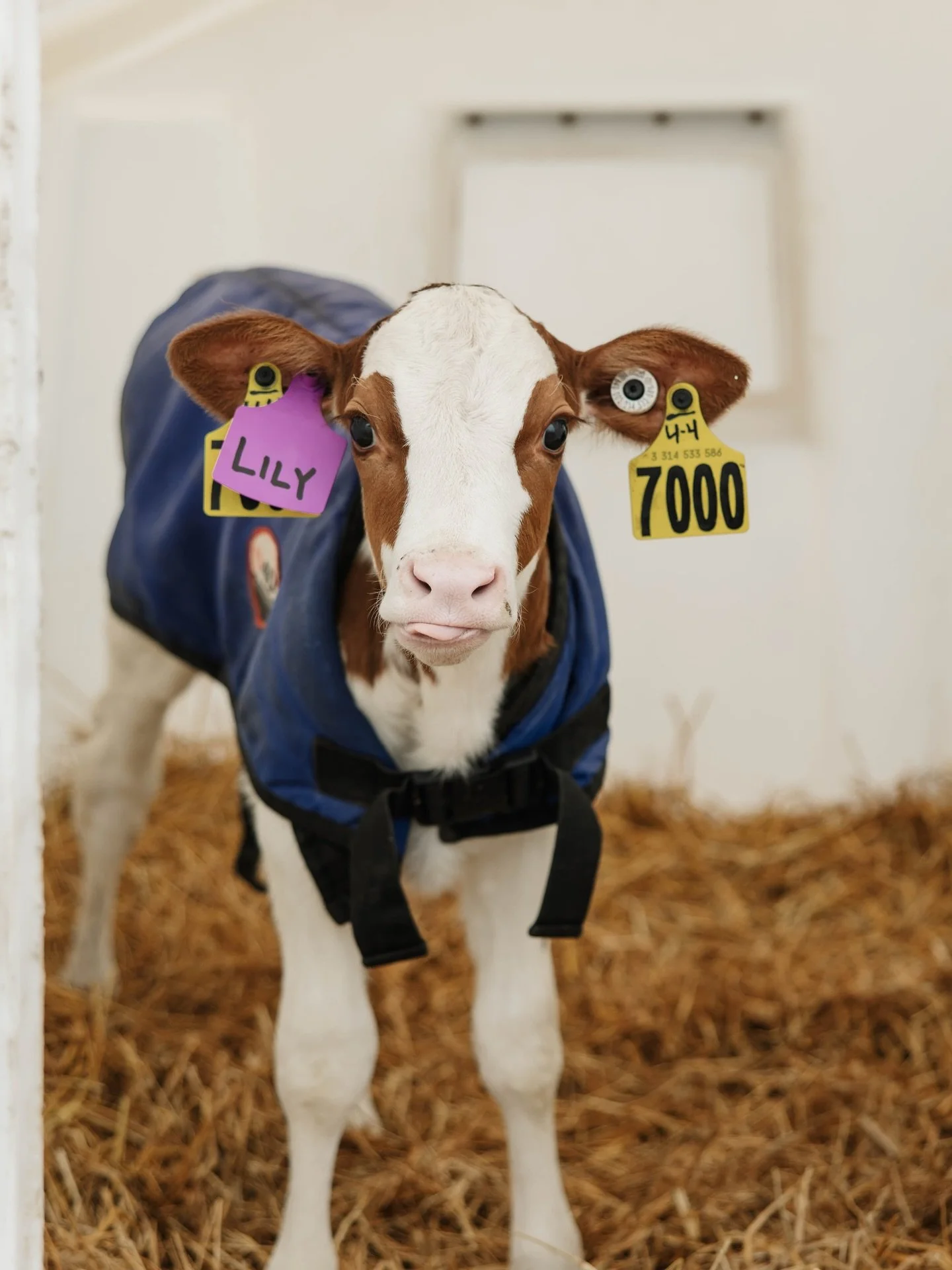 Meet a few of our special girls here on the farm 
The kids have taken an interest in making sure the red heifers get a special name, along with a few favorite black and whites too. Once they&rsquo;re named, they get a purple tag so we can keep them a