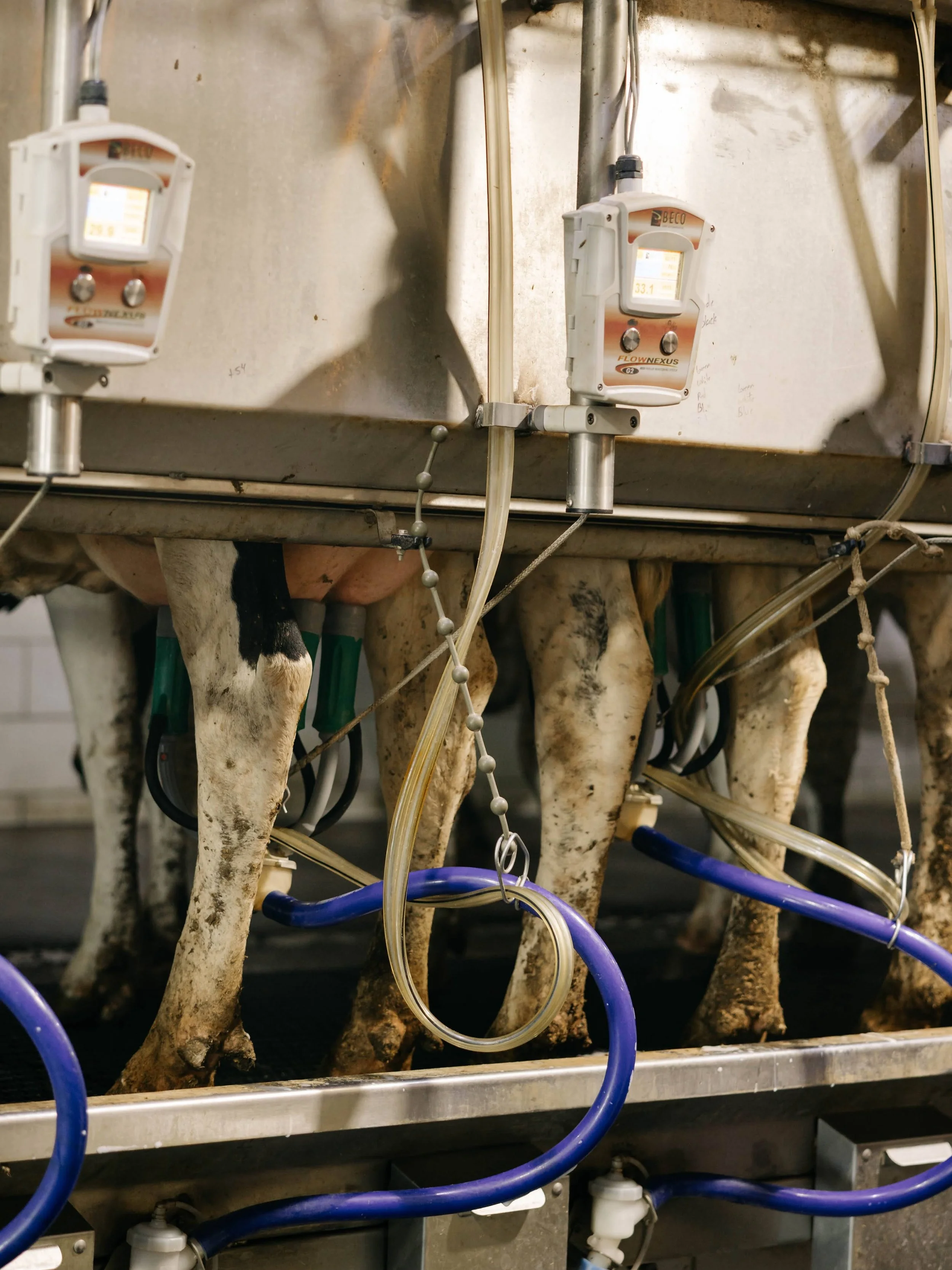 June is National Dairy Month 🐄🥛
A time set aside to recognize the U.S. dairy industry and the farmers behind it. It all started back in 1937 as &ldquo;National Milk Month&rdquo; during a period of surplus, and by 1939 it became June Dairy Month as 