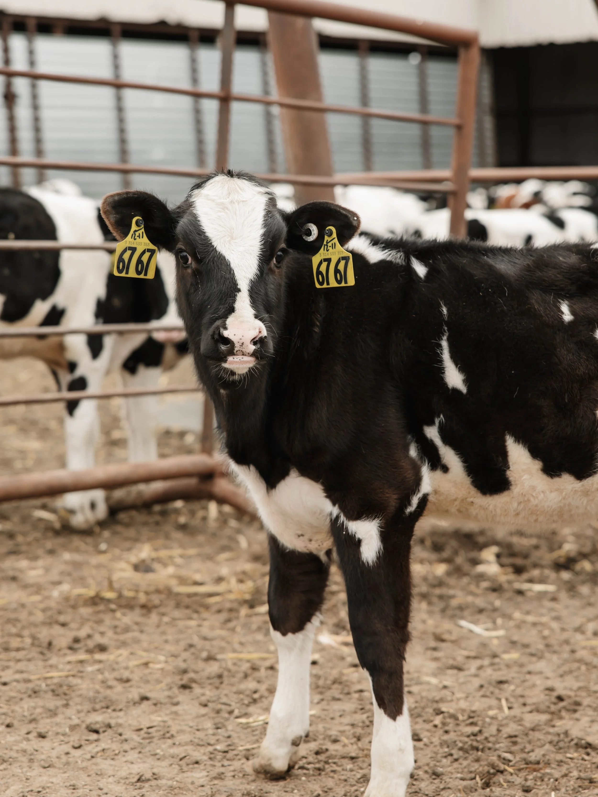We may not know all the trends, but apparently the calves do. 🐄😂 Meet 6767