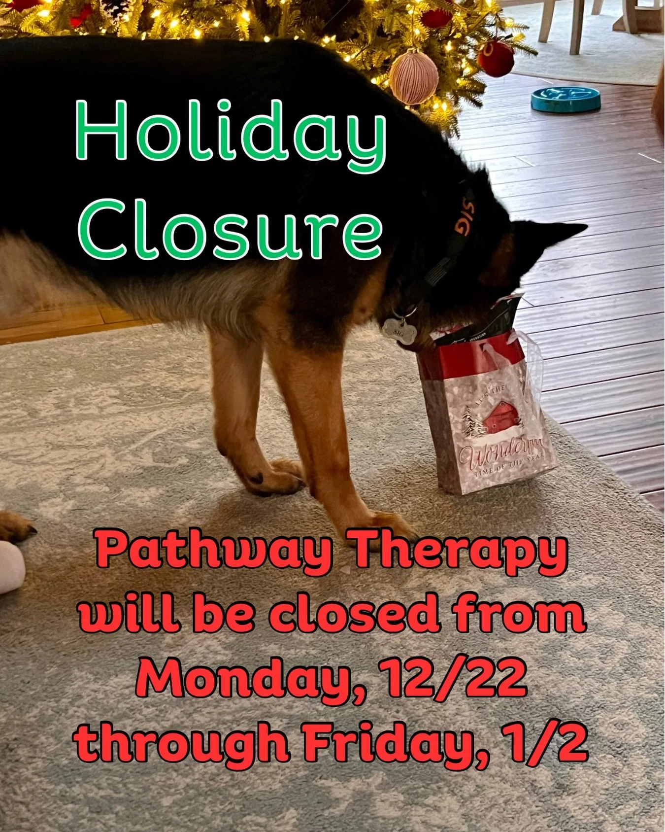 We are enjoying this last week of sessions before a couple of weeks off for the holidays! Sig is hoping he can sneak his way onto the Nice list this year 🐕🎁🎄