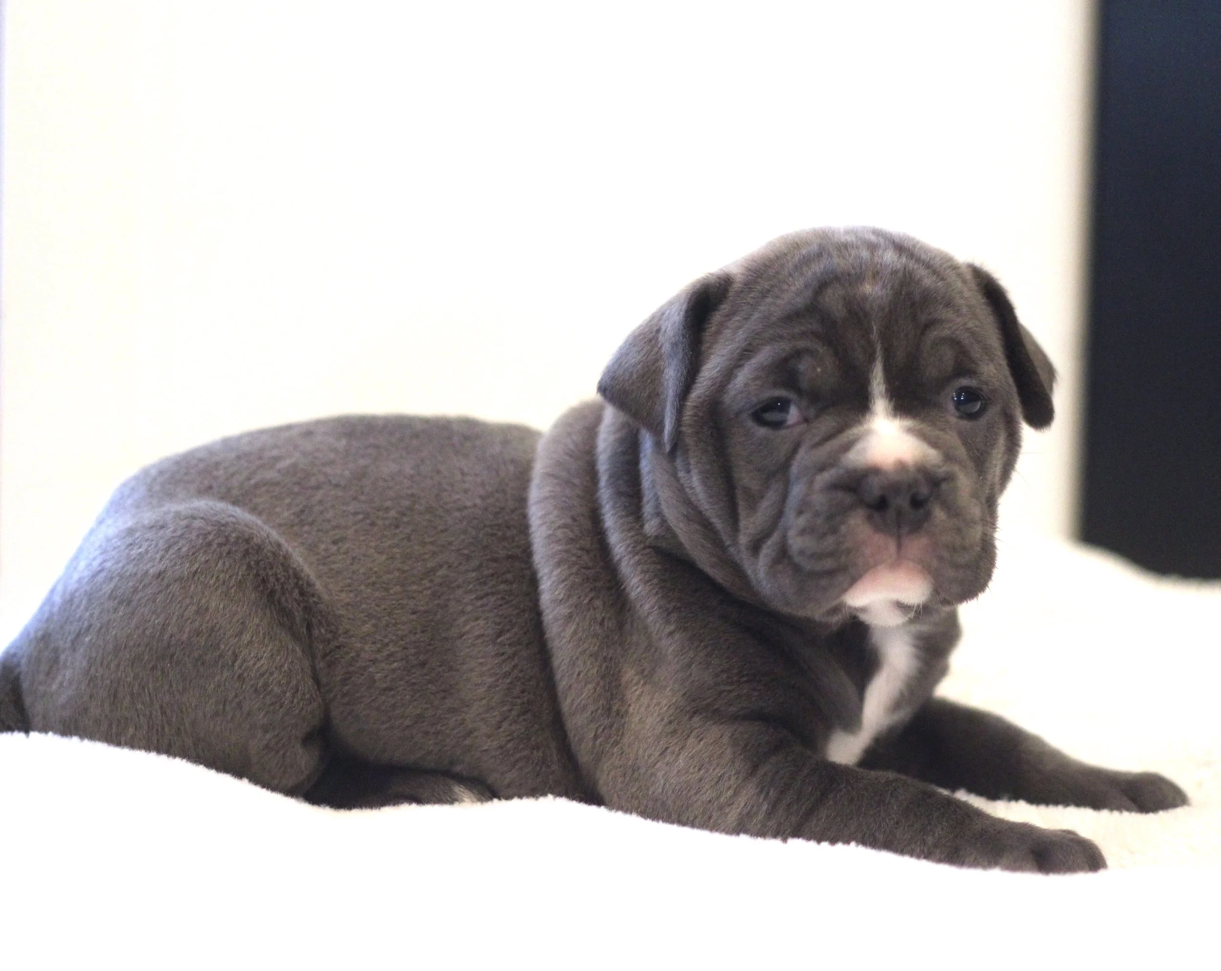 Dogs For Sale In Oregon Craigslist - 9lev254
