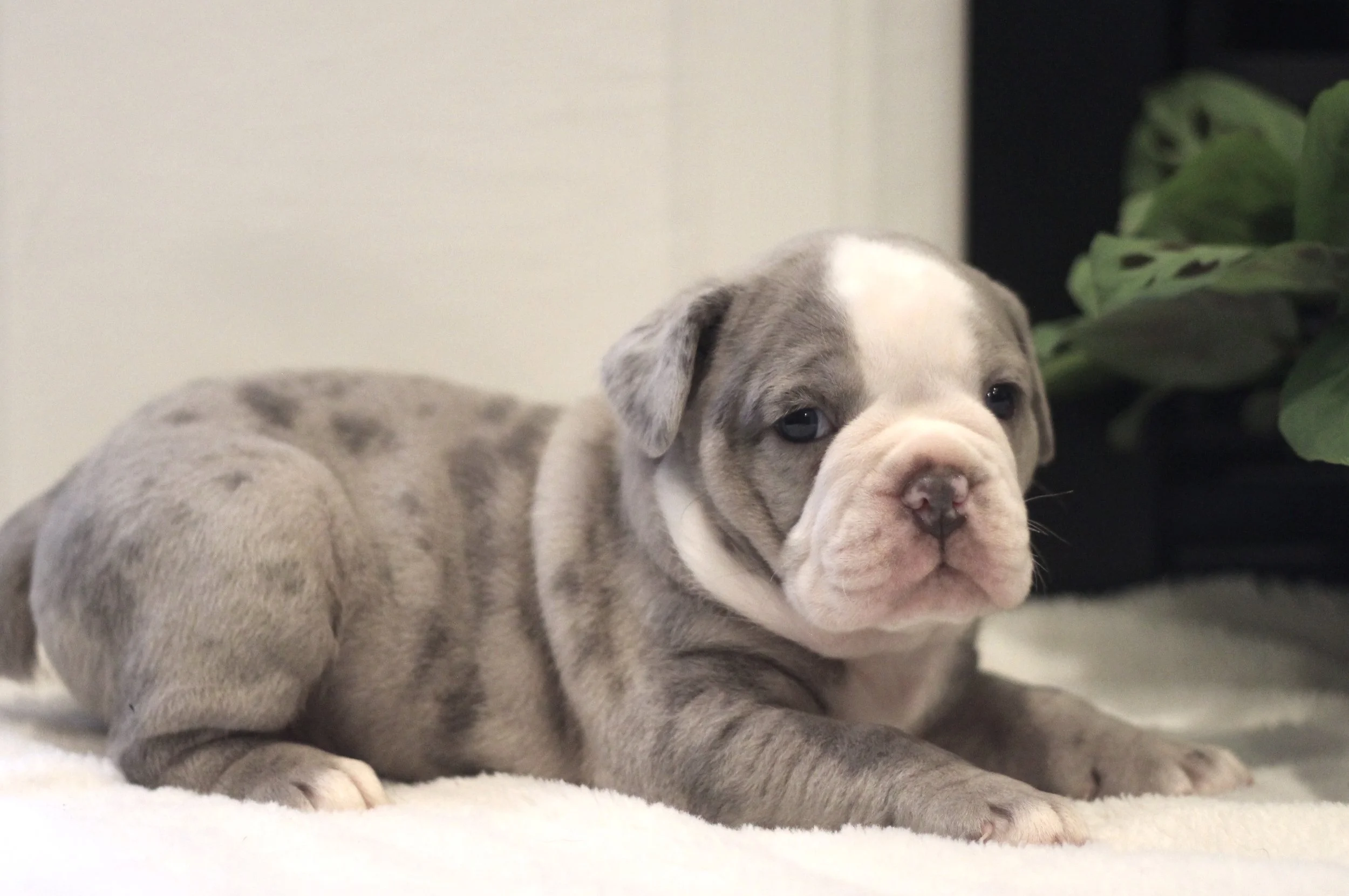 Olde English Bulldogge Puppies English Bulldog Craigslist Olde