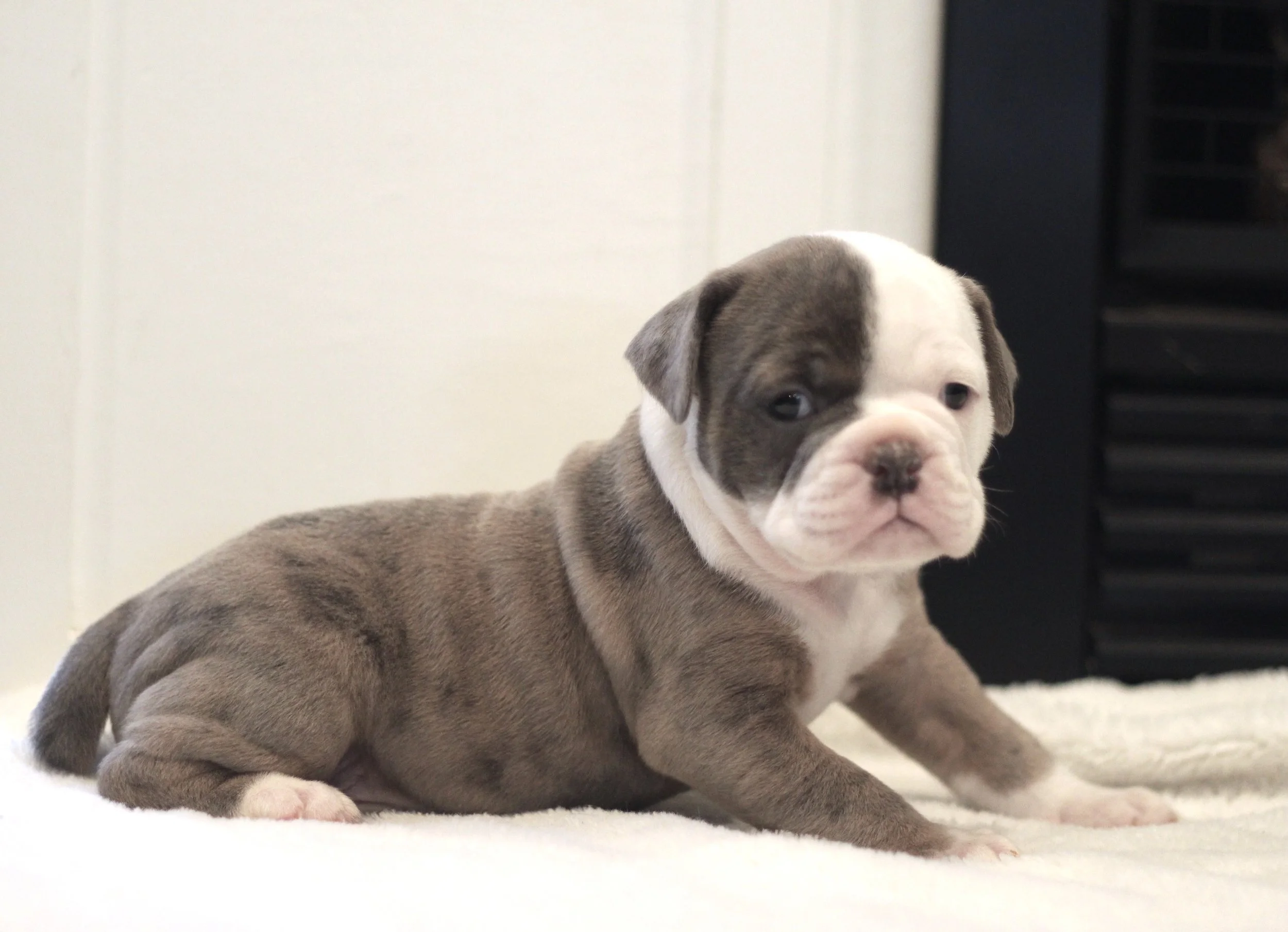 Dogs For Sale In Oregon Craigslist - q6909zw