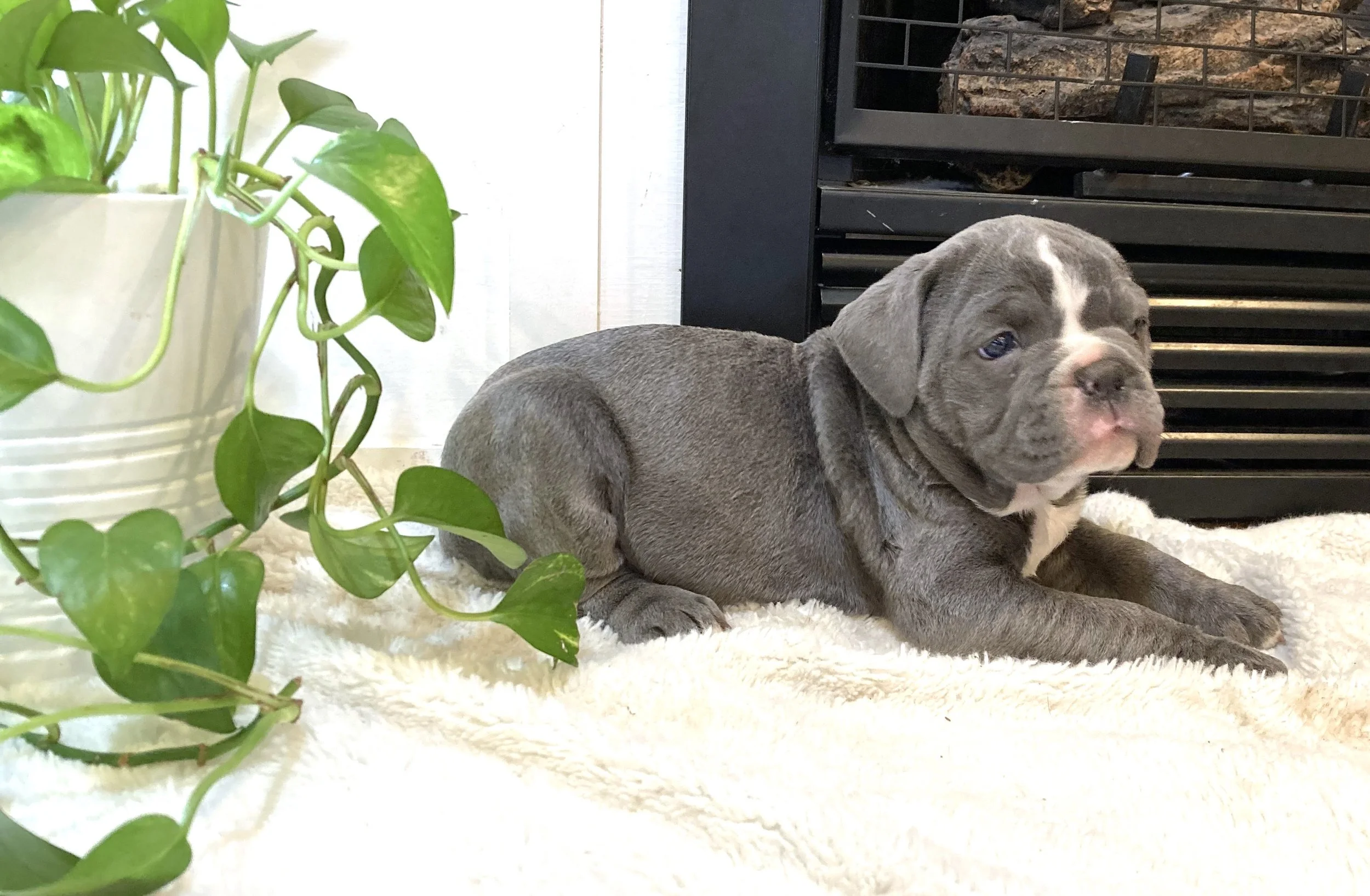 Dogs For Sale In Oregon Craigslist - 68a9ykw