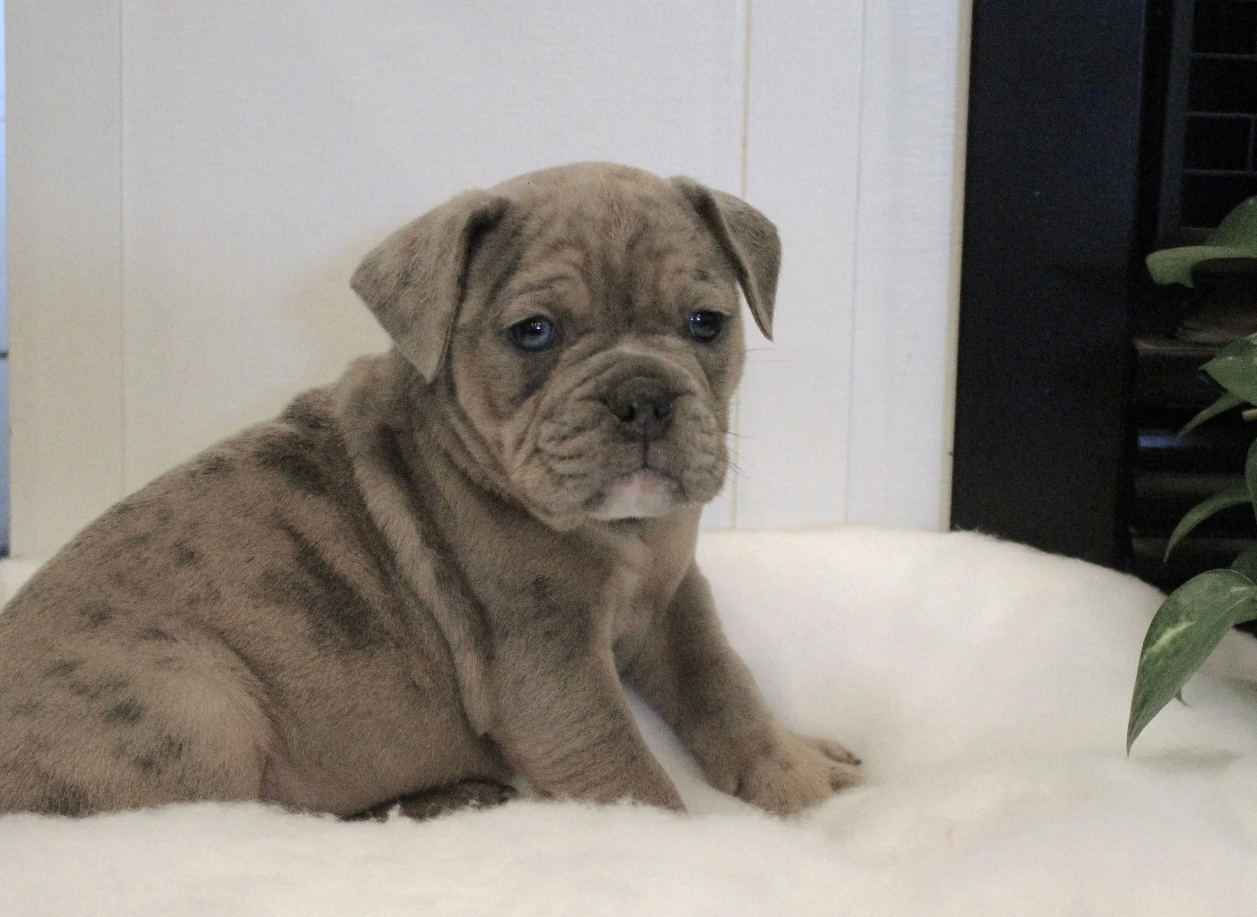Dogs For Sale In Oregon Craigslist - 874wec7