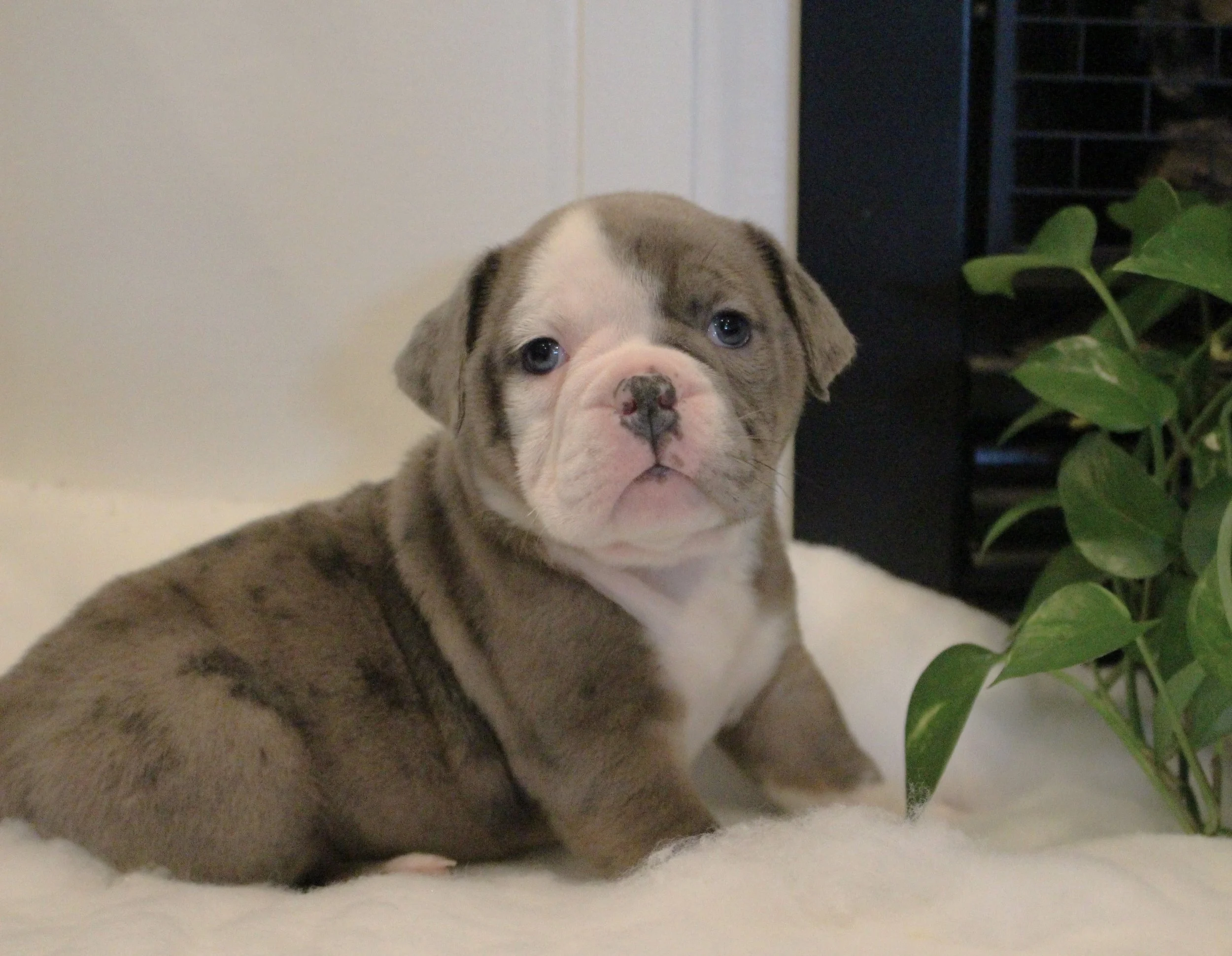 Dogs For Sale In Oregon Craigslist - b0cjtrj