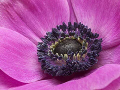 Females and ASD - Pink on the Spectrum