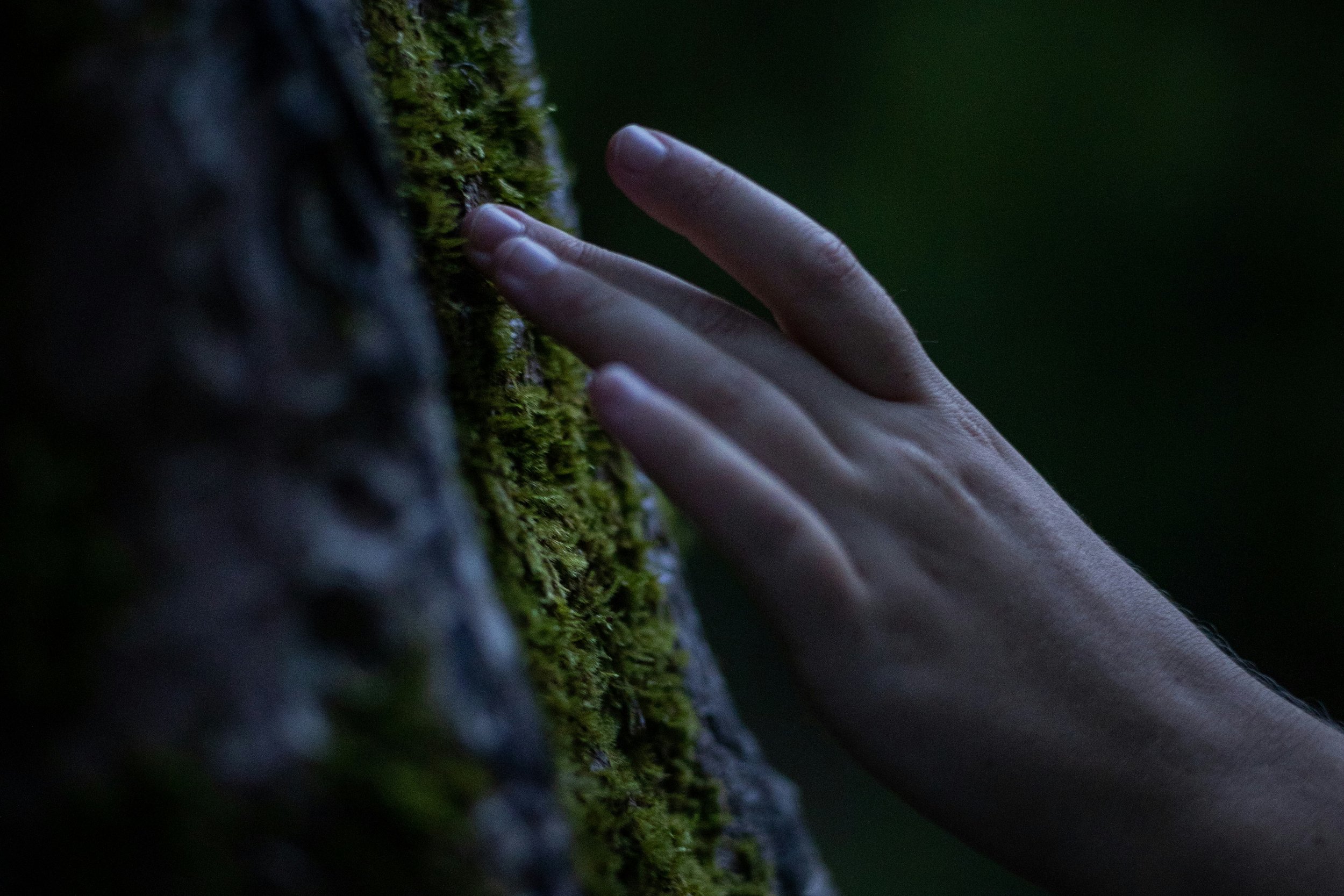 Touch the trees as you go