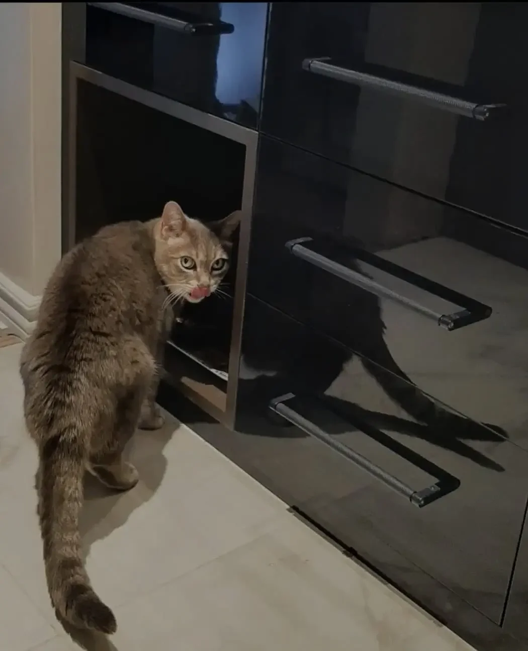 Custom kitchen for the kitty