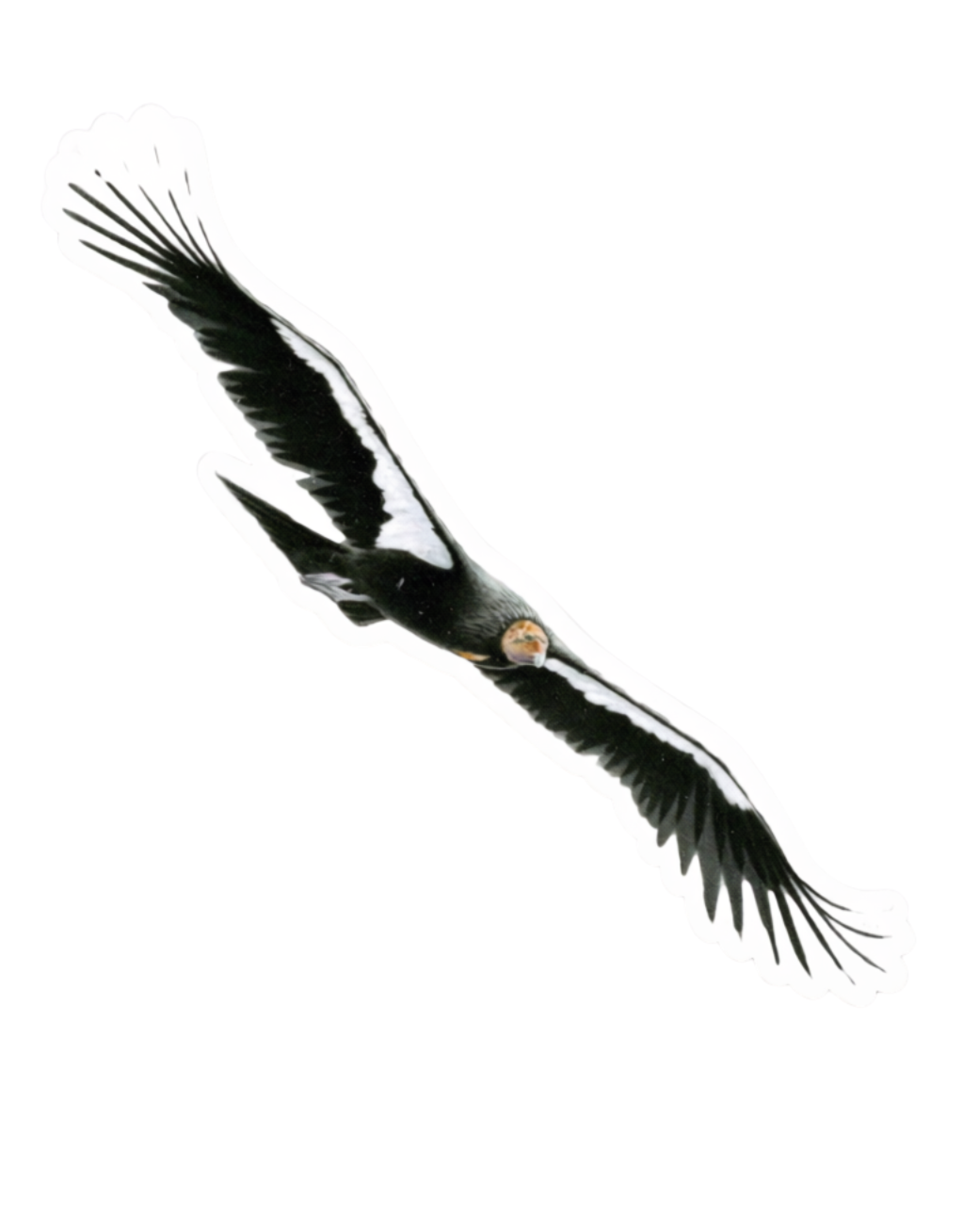 California Condor - Vinyl Die Cut Sticker