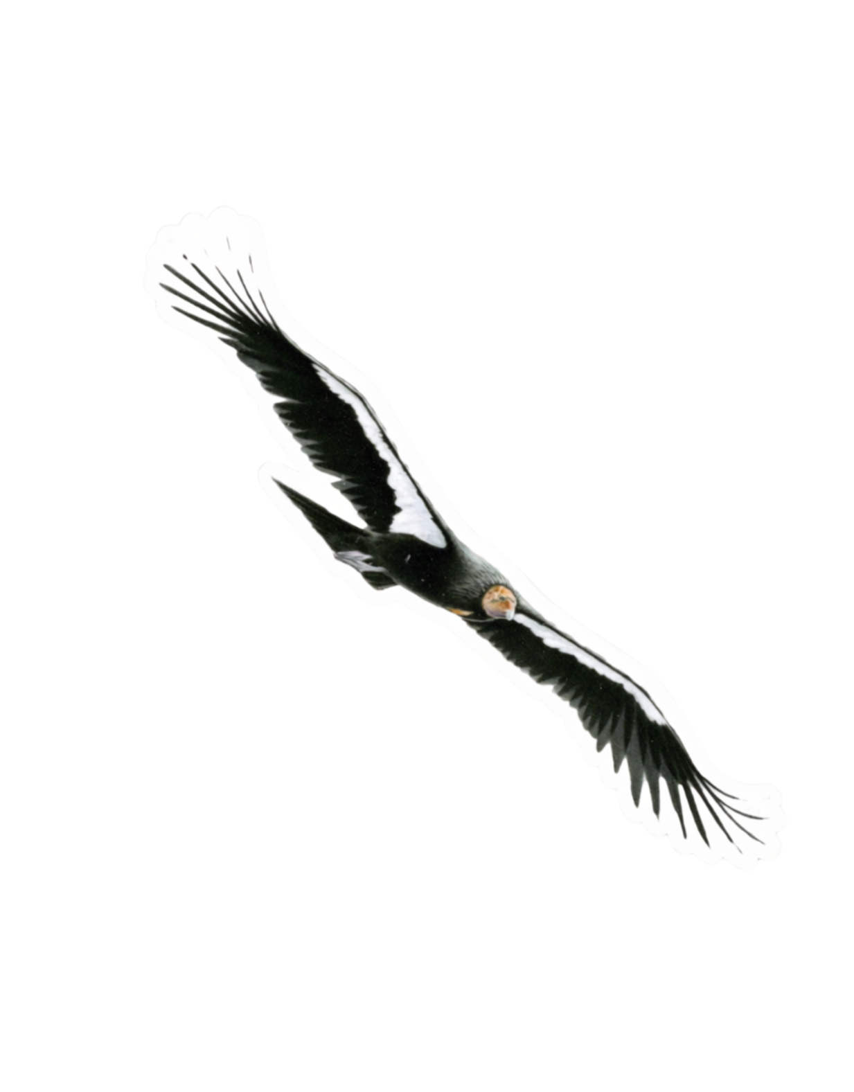 Condor+Sticker+Design.png