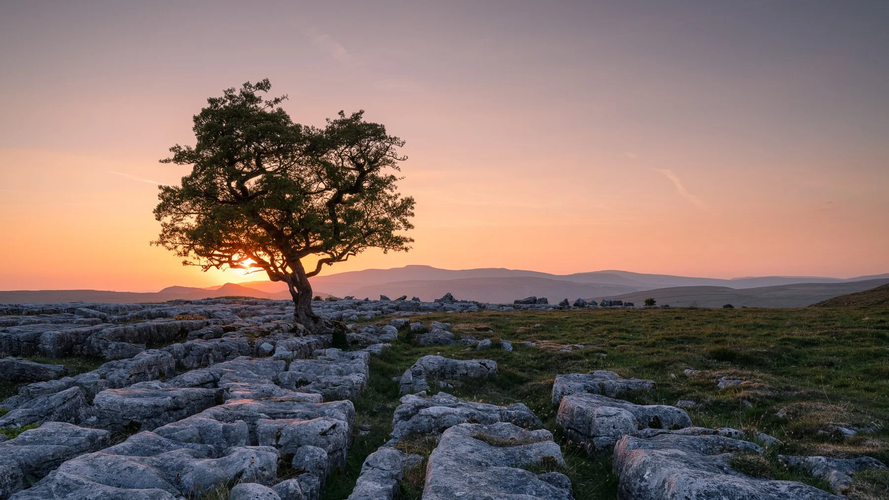 A solitary tree on yorkshire limestone pavement, with Inglebororugh in the distance and a pinkish sky.