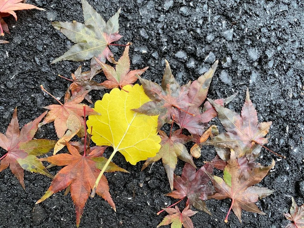 leaves with yellow in center.jpg