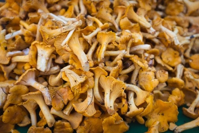 Chanterelles.&nbsp; Photo by&nbsp;Eric Prouzet&nbsp;on&nbsp;Unsplash&nbsp;&nbsp;&nbsp;