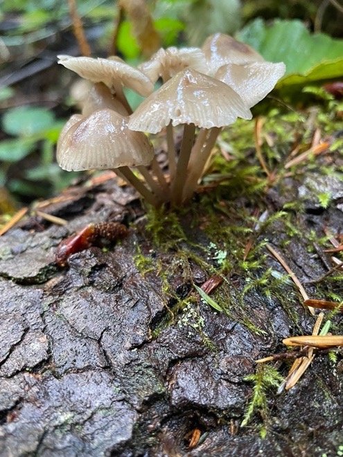 Slimy Mycena