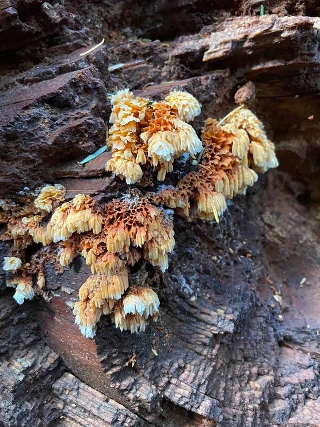 Crust-like Polypore