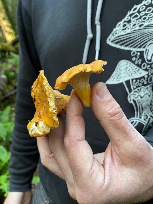 Real Chanterelles, held by Travis