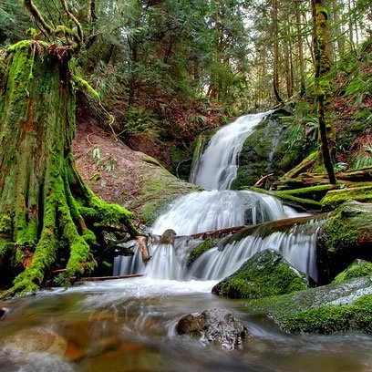 Coal Creek Natural Area History Hike: Walk Through Nature and Bellevue’s Coal Mining Past