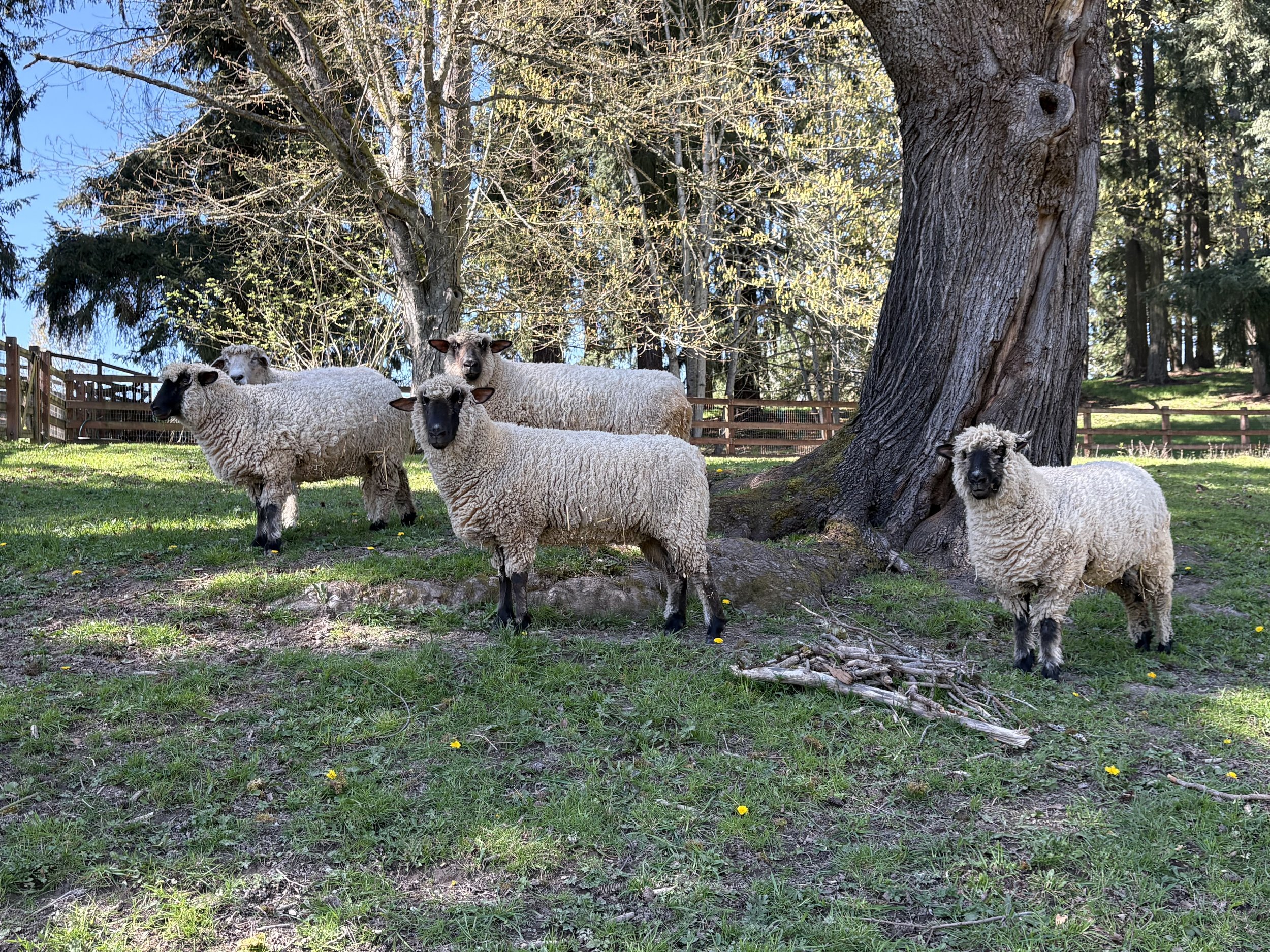 Sheep Shearing Festival at Kelsey Creek Farm